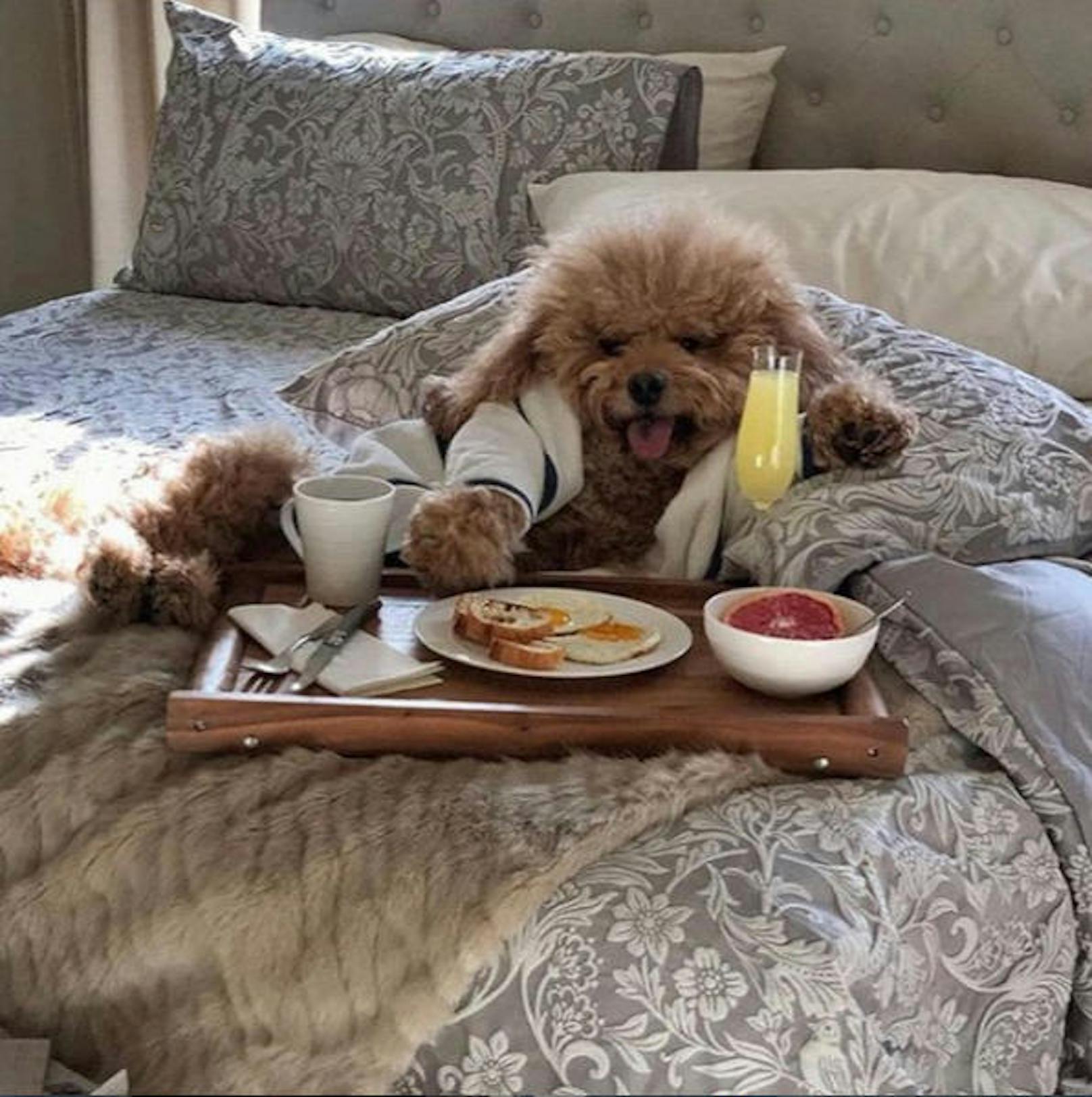 18.01.2019: <strong>Kaia Gerber</strong> verwöhnt ihren Hund nach Strich und Faden. Er bekommt sogar Frühstück ans Bett serviert.  