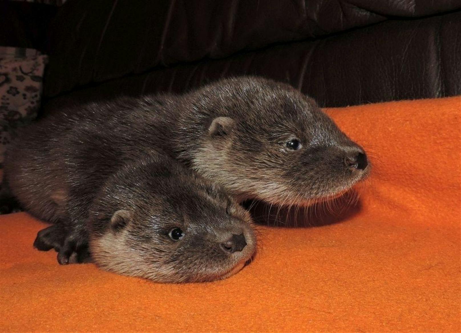 Tierpfleger päppeln Otter-Babys auf.