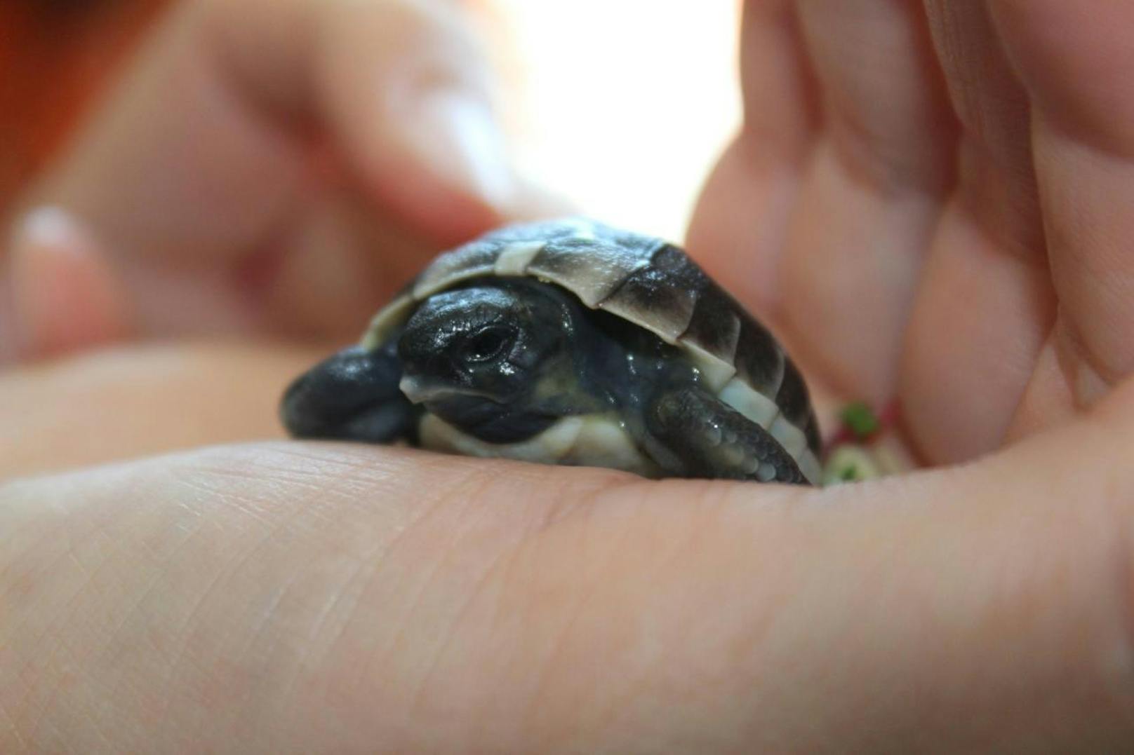 Dieses frisch geschlüpfte Schildkröten-Baby ist gerade mal so klein wie eine Zwei-Euro-Münze. Wo das Reptil herkommt, wird wohl ein Rätsel bleiben...