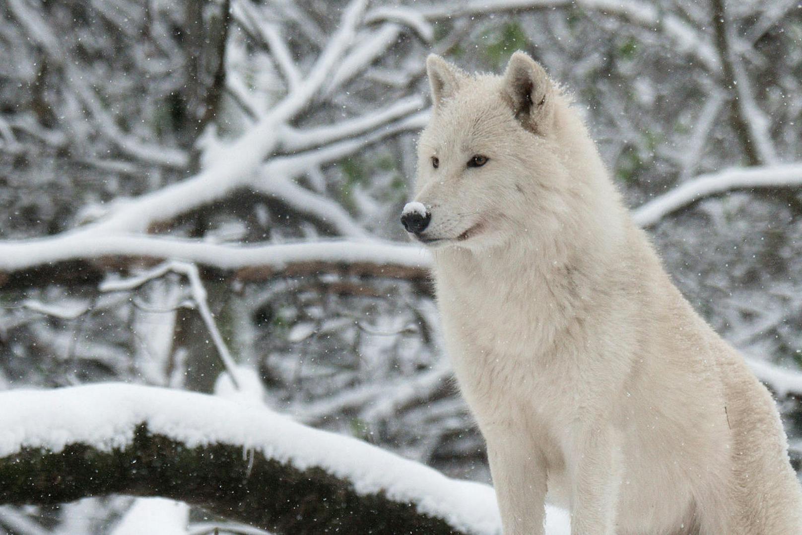 Um die arktischen Wölfe mit ihrem weißen Winterfell im Schnee zu finden, muss man genau hinschauen. (c) Jutta Kirchner