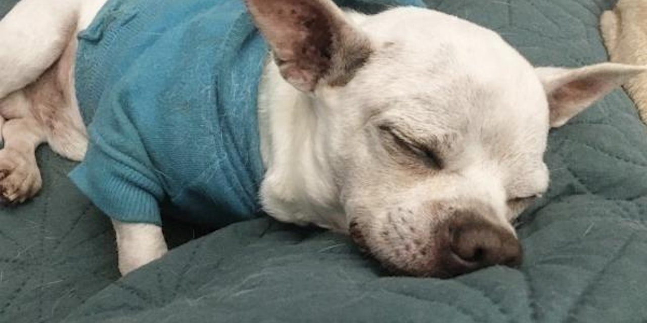 Vernachlässigte Hunde trugen Panzer aus Haaren Niederösterreich