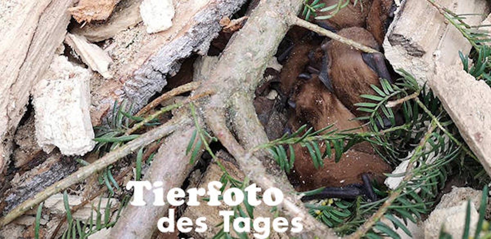 <b>Fledermäuse in Wien gerettet!</b> 14 Fledermäuse bei Baumschnitt-Arbeiten im Wiener Türkenschanzpark übersehen. Verein Wildtierhilfe Wien barg die Tiere. Zum Glück sind nur ein paar Fledermäuse leicht verletzt.