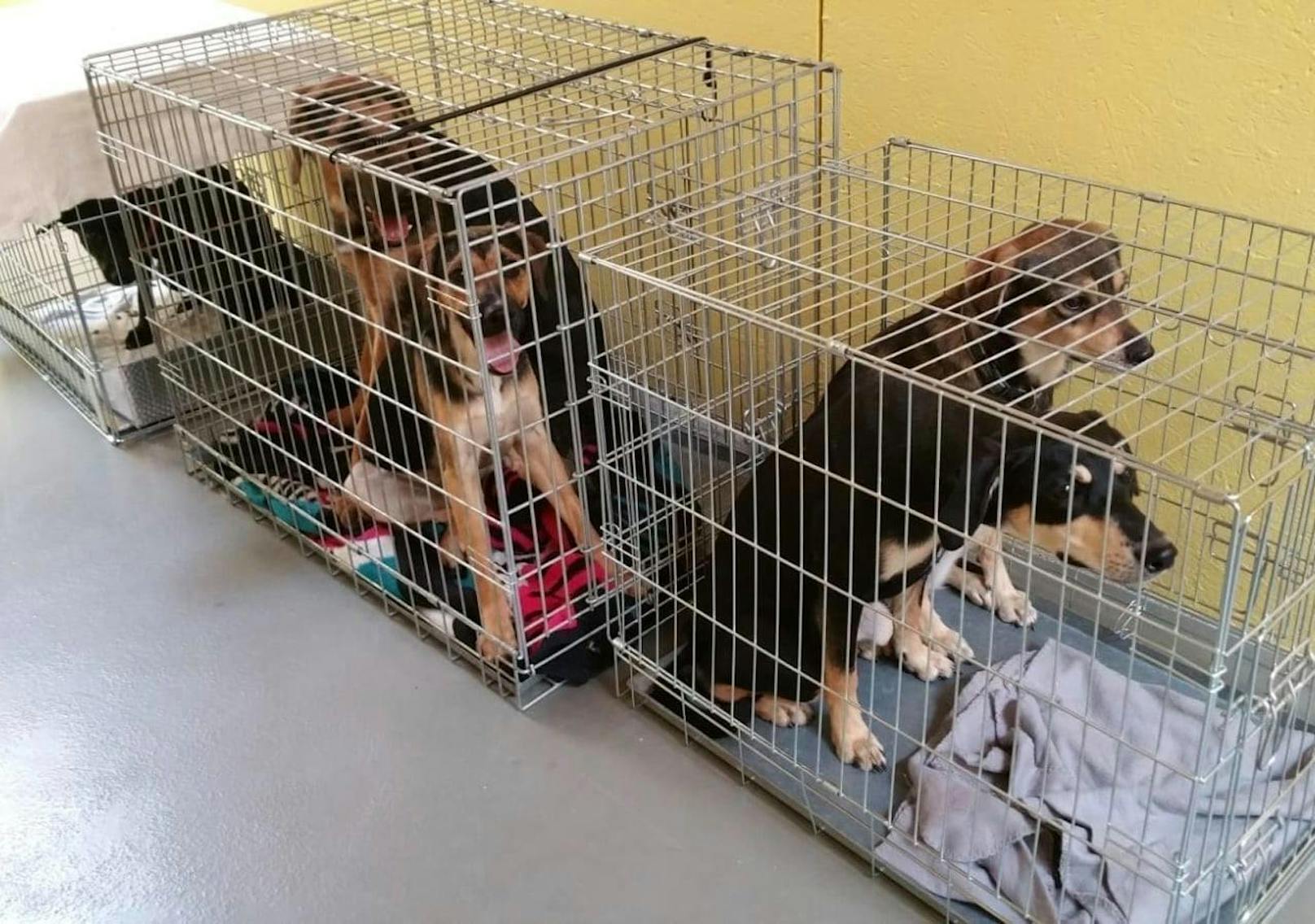 32 Hunde beschlagnahmt, 13 von ihnen befinden sich in der Obhut des Tierheims Dechanthof.