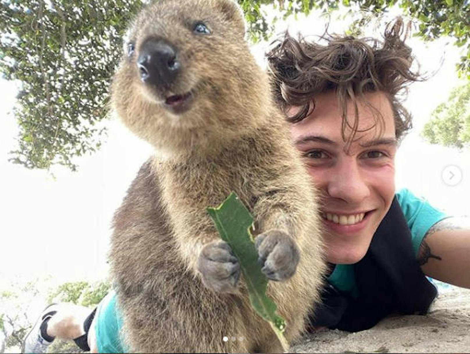 21.10.2019: Shawn Mendes ist gerade in Australien auf Tour. Am Nachmittag nutzte er die Zeit, um auf der Rottnest Island mit einem kleinen Quokka ein Selfie zu machen. Die Fans sind entzückt!