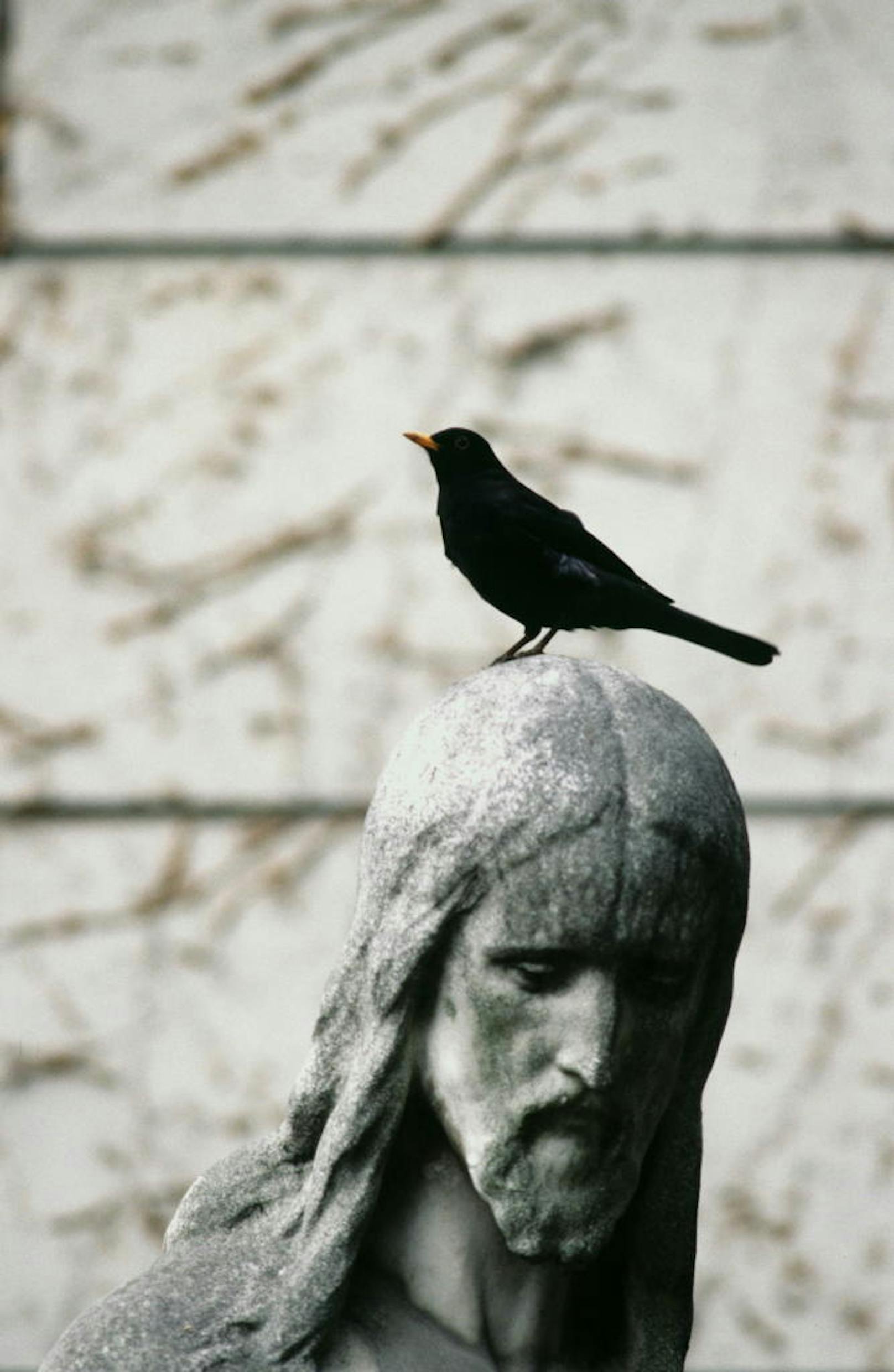 Amsel auf Christusstatue am Wiener Zentralfriedhof.