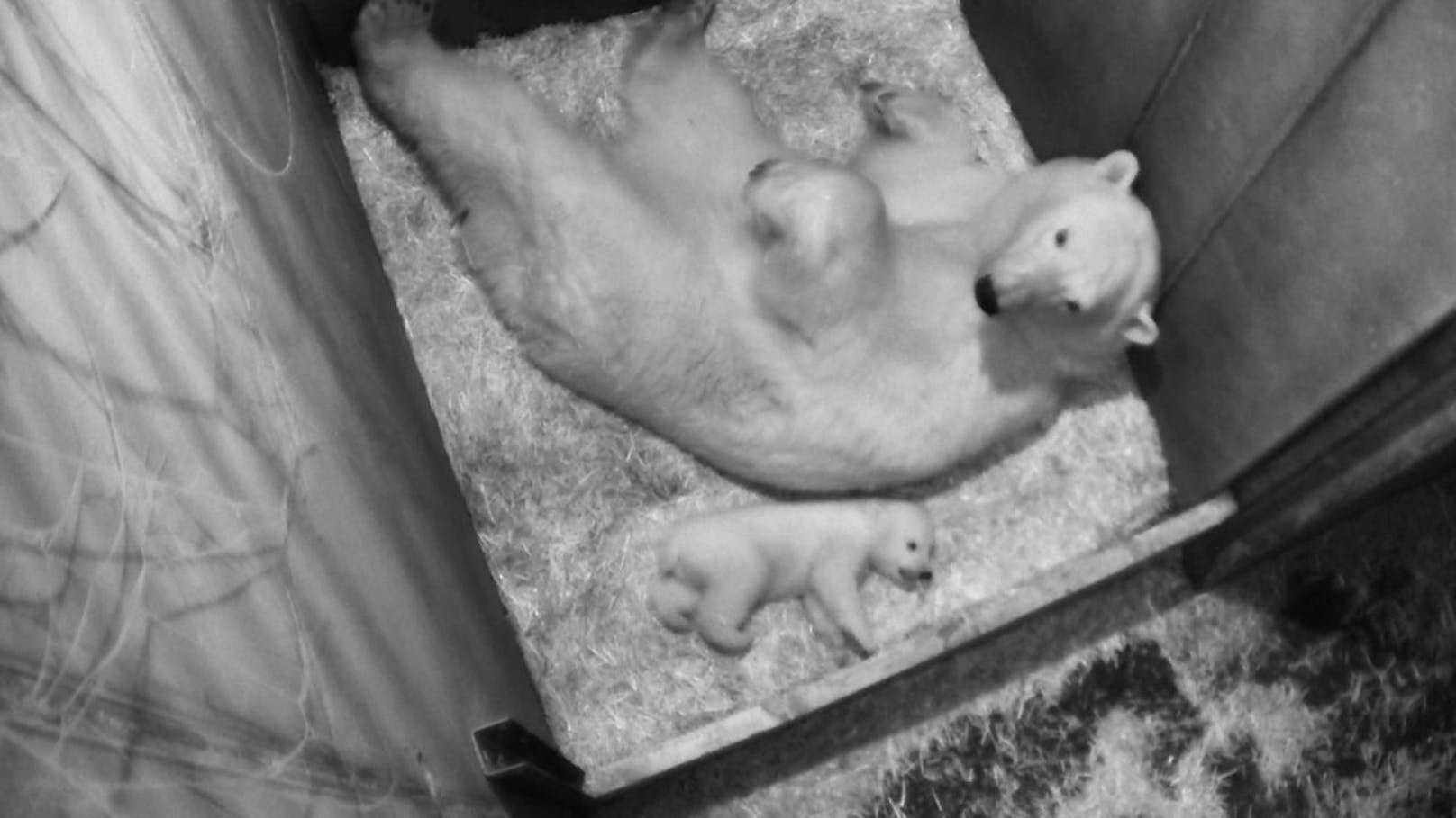 Noch steht das Eisbärenbaby sehr wackelig auf seinen Beinen. Das wird sich in den kommenden drei Wochen jedoch ändern, heißt es aus dem Tiergarten Schönbrunn.