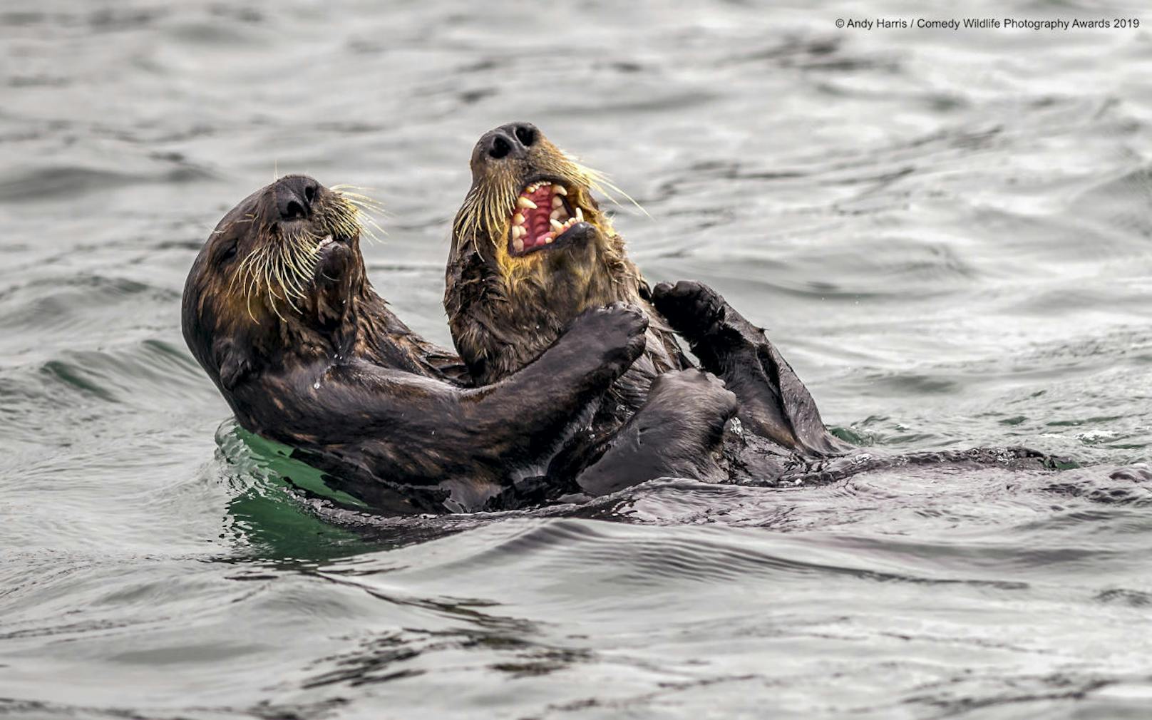 "Sea Otter tickle fight" "Fischotter-Kitzelkampf"