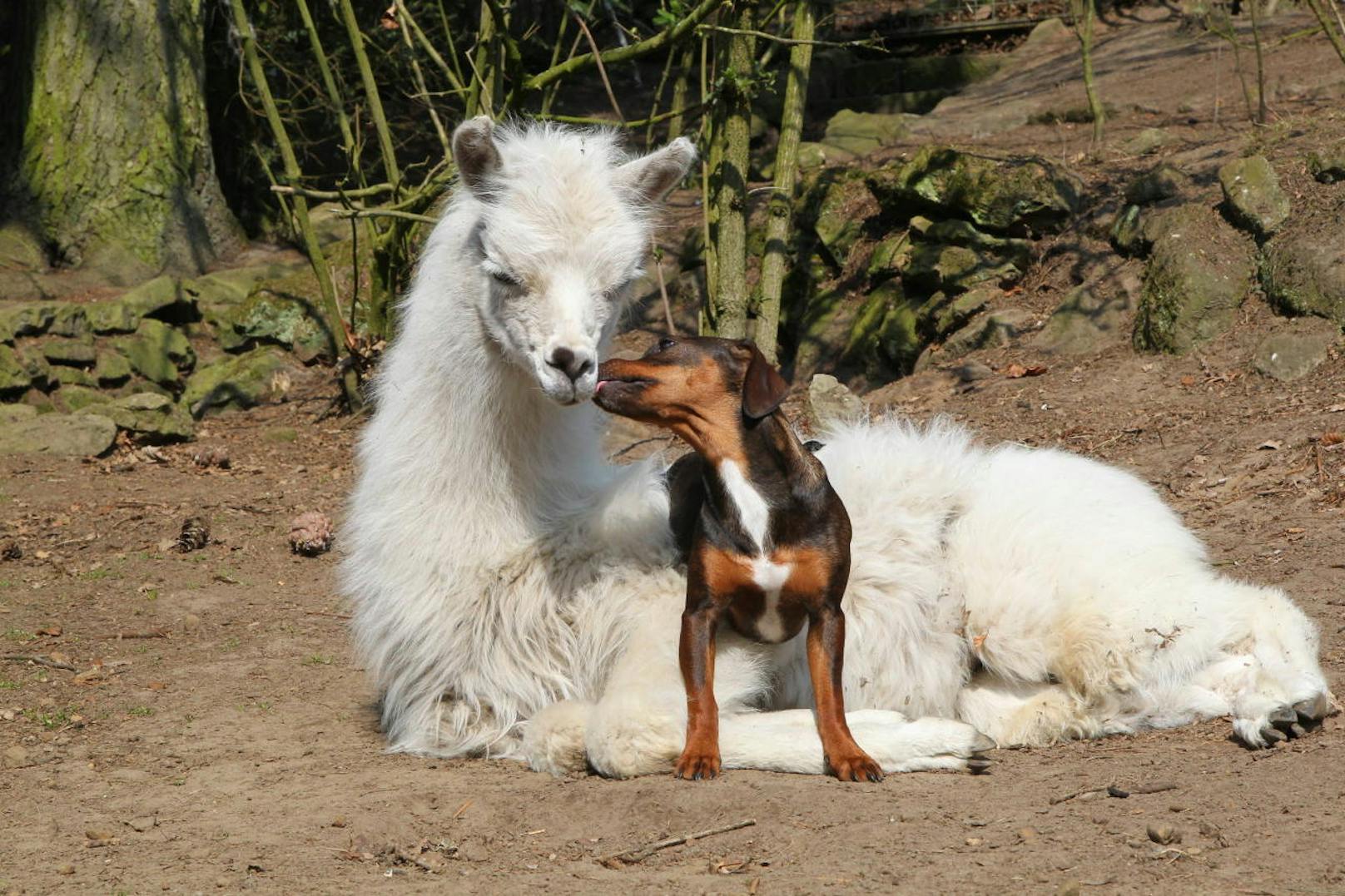 <b>Lama liebt Hund. Hund liebt Lama.</b> Dackelmix Ellie mit ihrem Lama-Freund Flokati.(Niedersachsen, Deutschland)