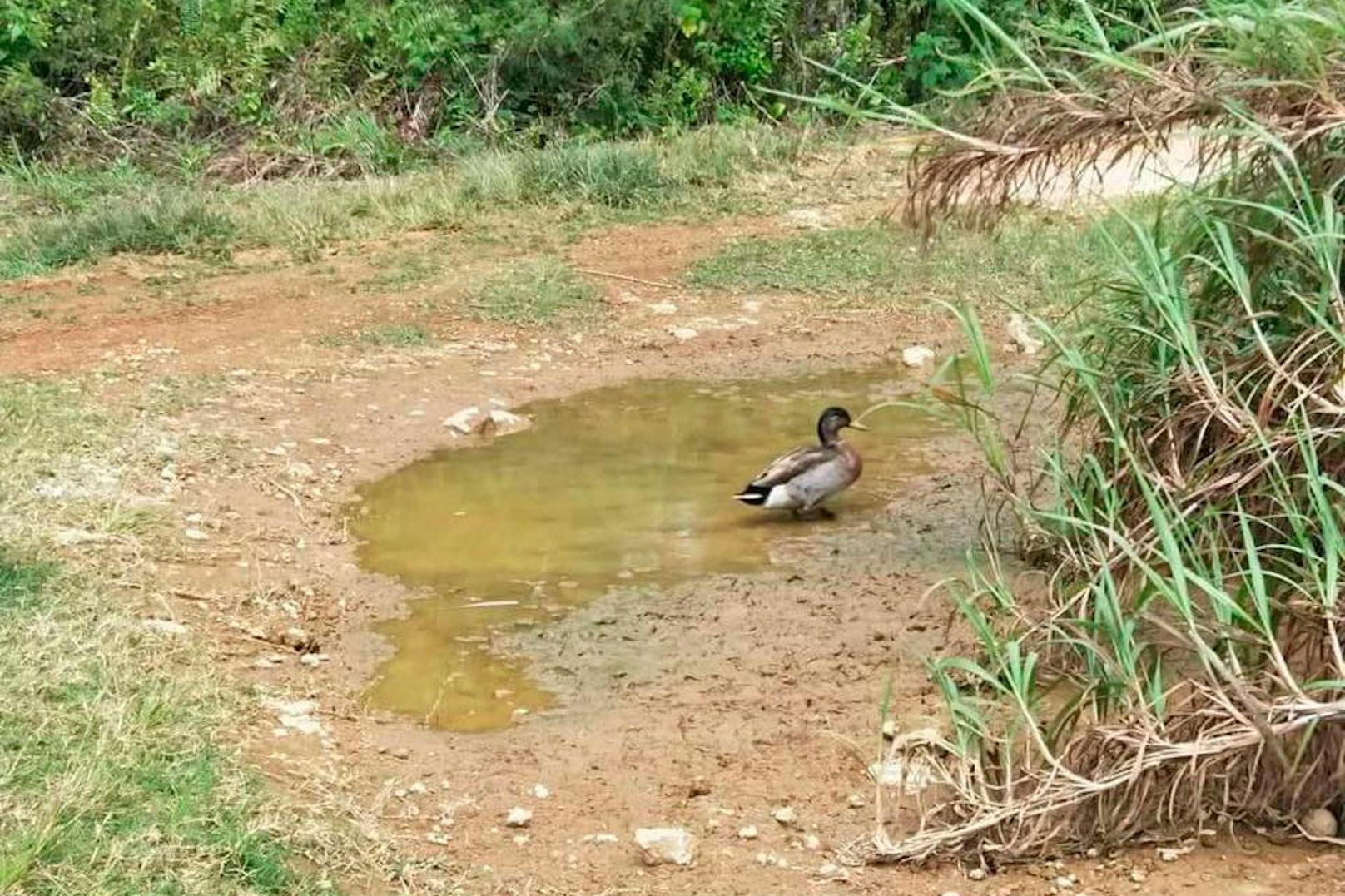 Weil es auf Niue weder Flüsse oder Bäche noch Seen gibt, machte Trevor eine Lacke im Straßengraben zu seinem neuen zuhause. Wenn diese dann doch mal auszutrocknen drohte, rückte ...