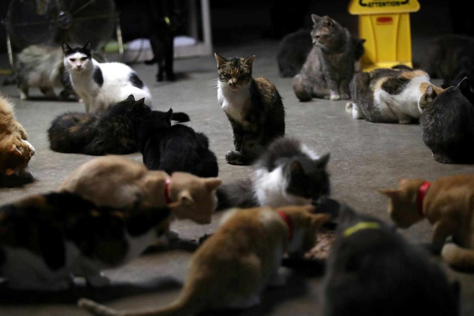 Eine 38-jährige Pkw-Lenkerin führte 19 Katzen mit sich. Sie gab an, die Tiere in Wien verkaufen zu wollen.