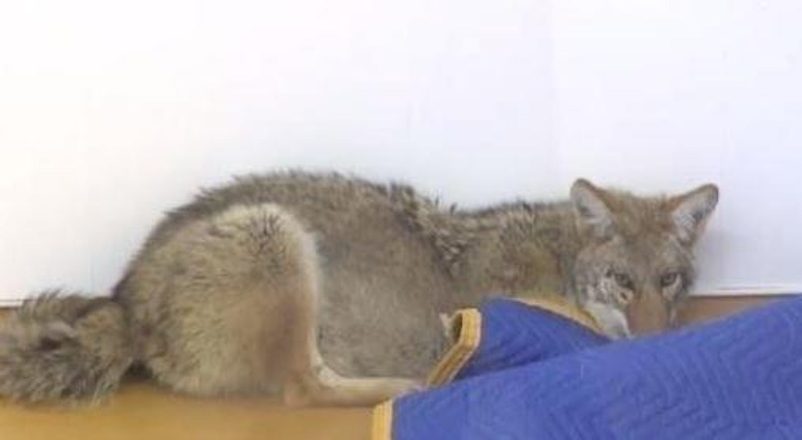 Der Kojote wird nun im Wildlife Haven Rehabilitation Centre gesund gepflegt. In ein paar Wochen wird er wieder in die freie Wildbahn entlassen.