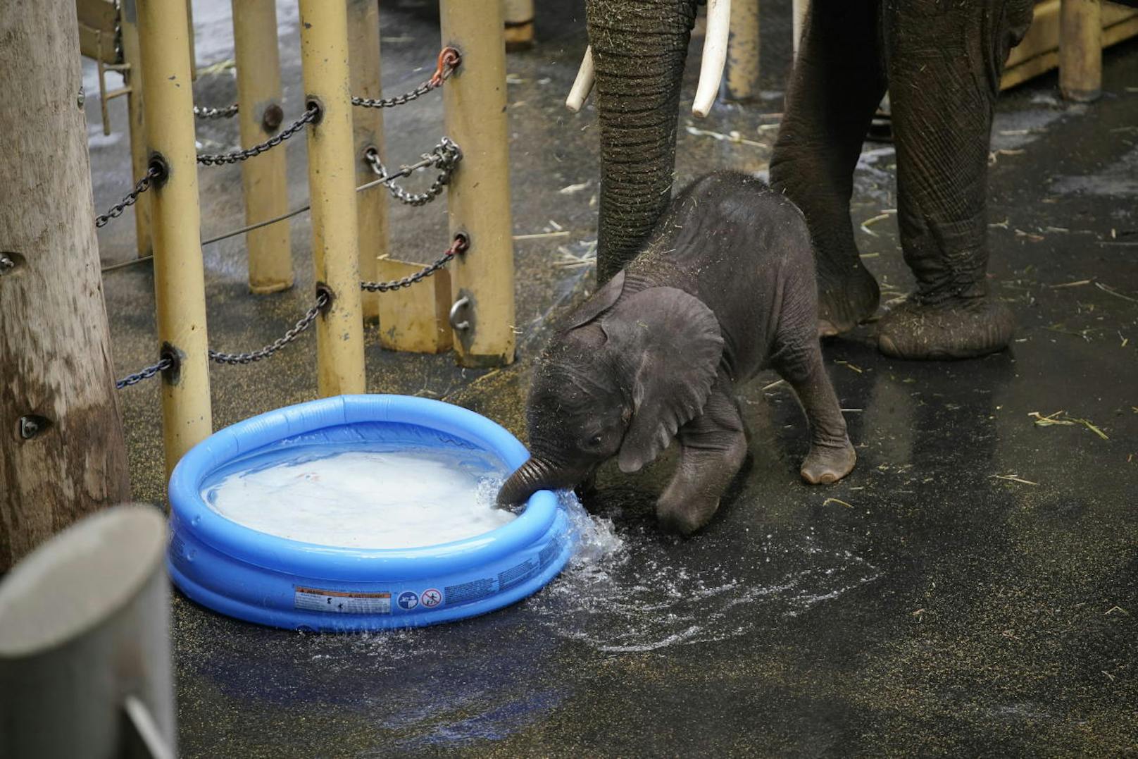 "Sie spritzt sogar schon mit Wasser", heißt es aus dem Schönbrunner Zoo.