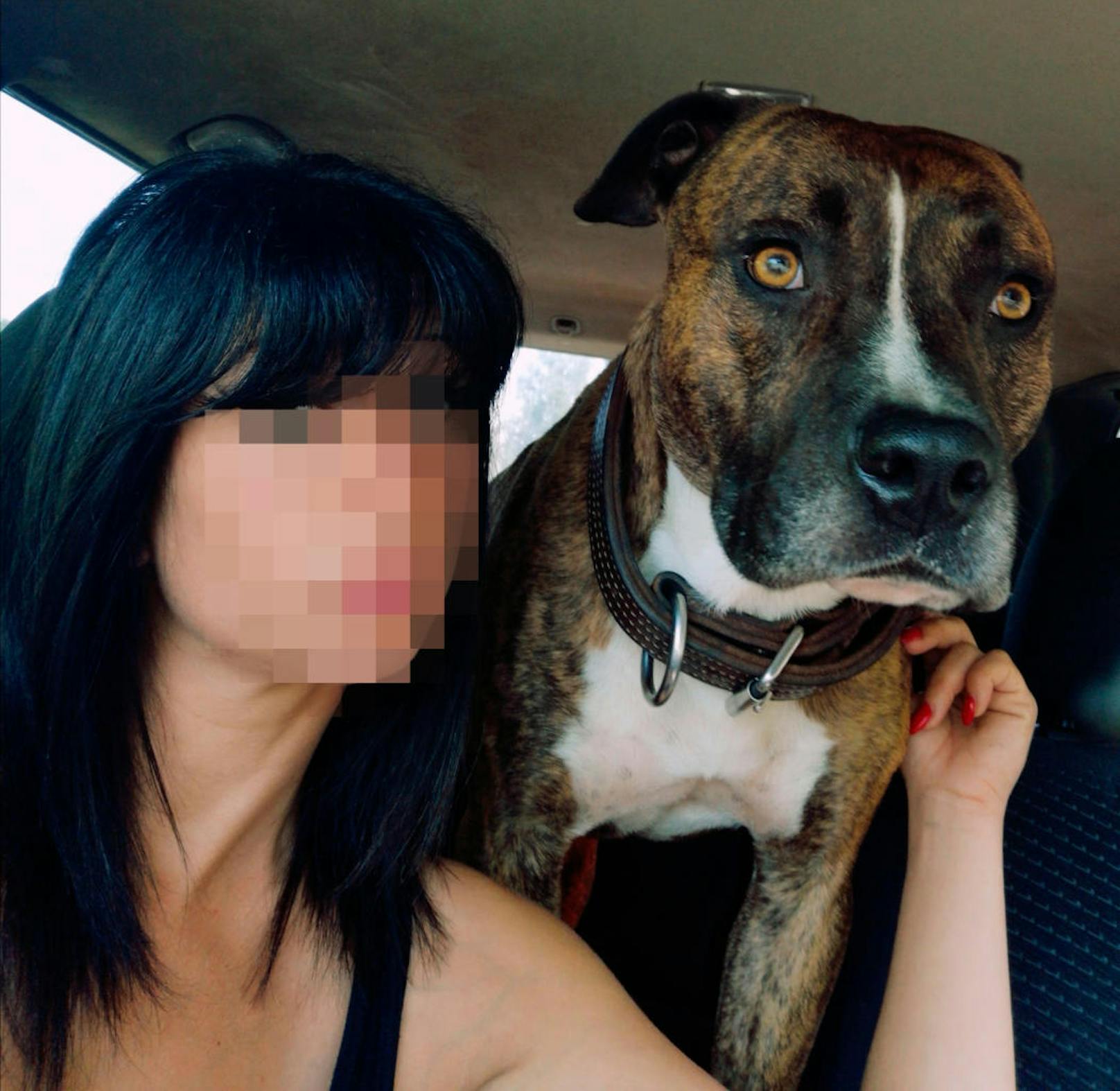 Elisa P. (29) ist am 16. November von einem Rudel Hunde angefallen und getötet worden. Die Frau war gerade mit ihren eigenen Vierbeinern ...
