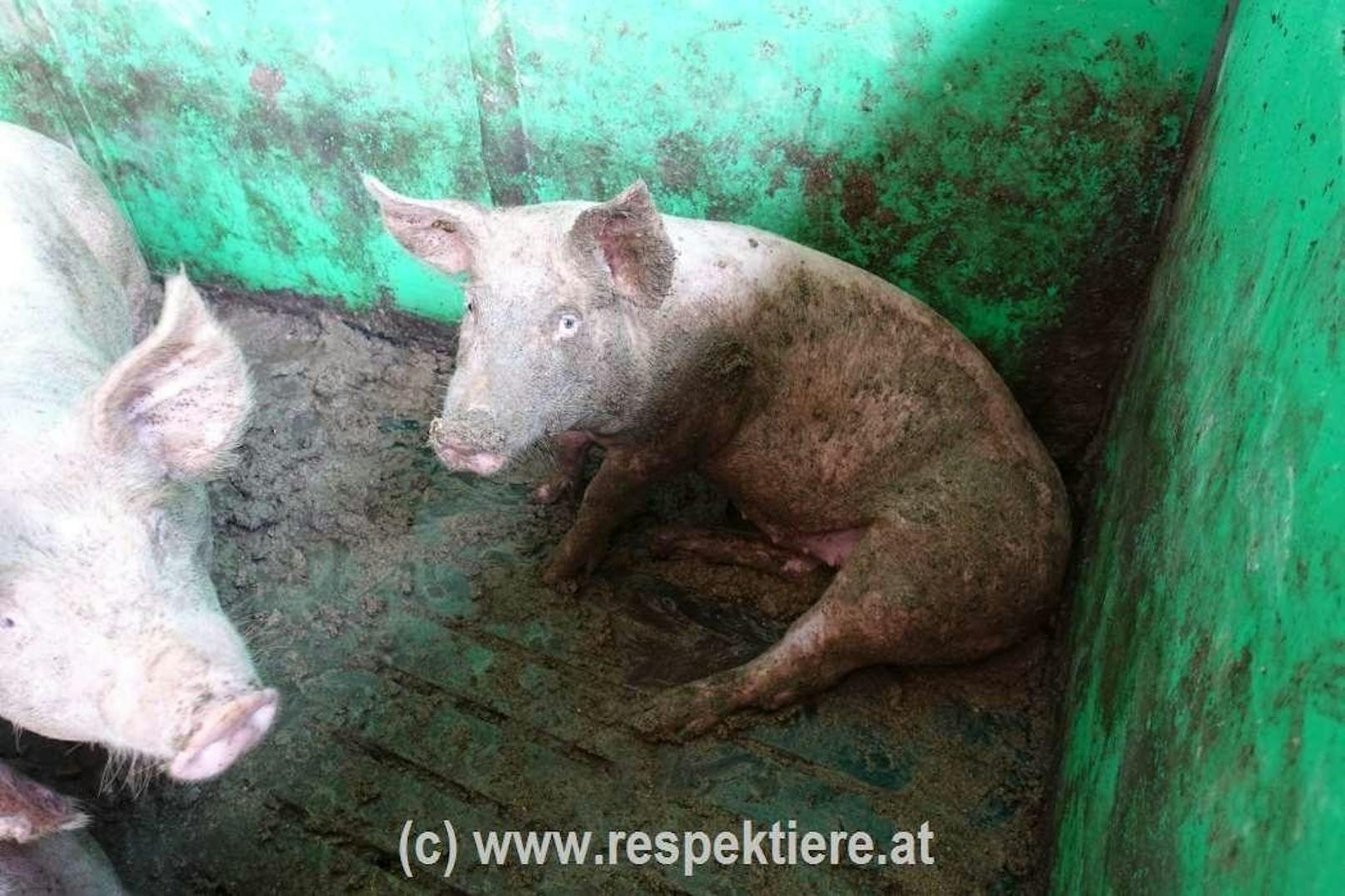Der Verein "Respektiere" prangert die Zustände in einem Schweinestall in NÖ an.