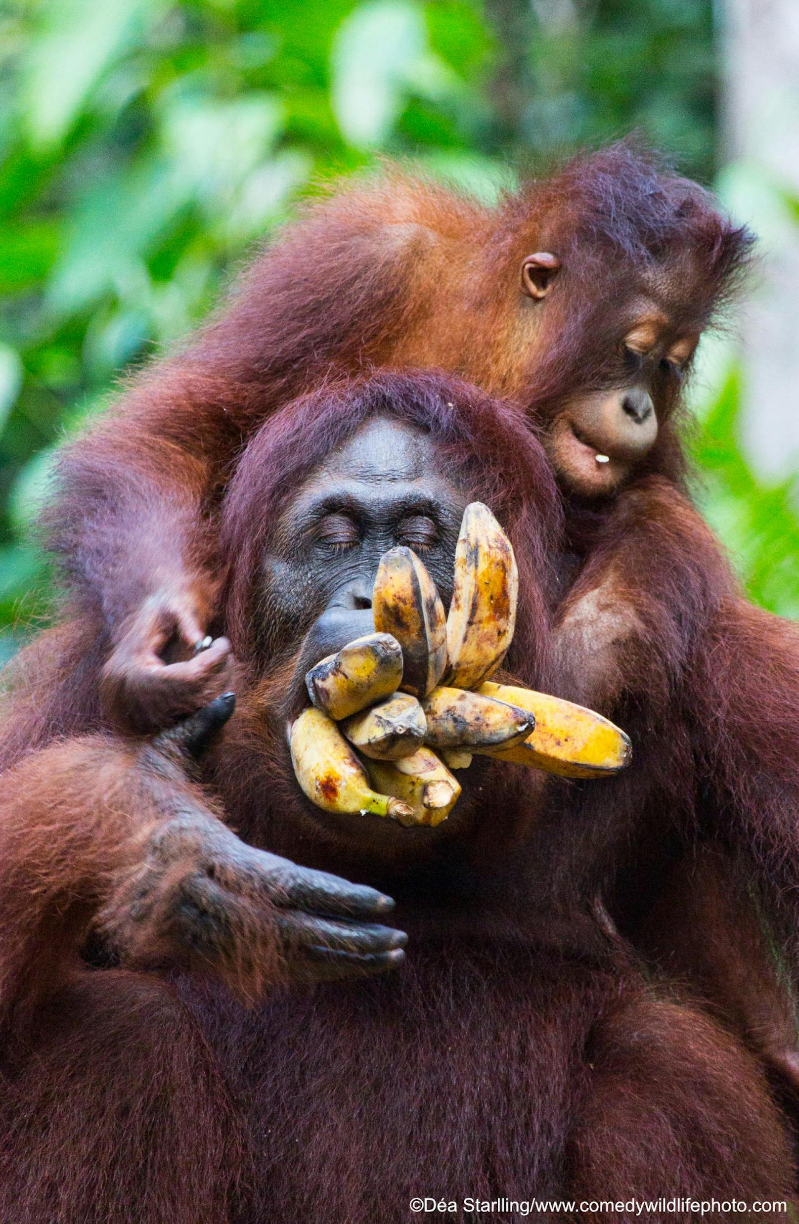 <b>Jungtier hilft Orang-Utan-Mama so viele Bananen wie möglich in den Mund zu stopfen</b>

"More bananas" von Dea Starlling
Ort: Indonesien