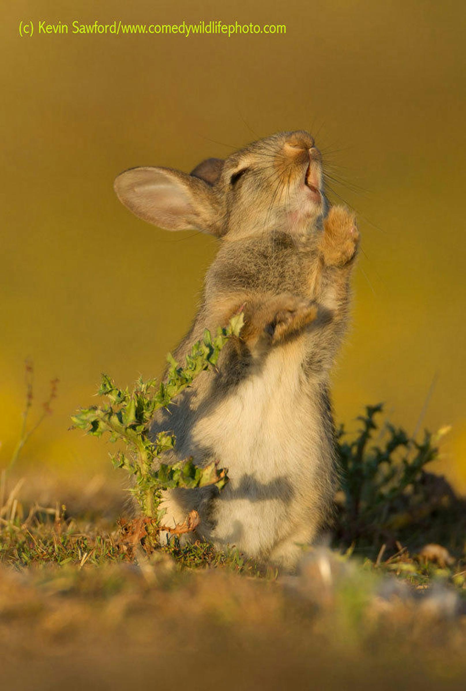 <b>Hase frisst gerade Disteln. Guten Appetit.</b>

"Rabbit eating a thistle" von Kevin-Sawford