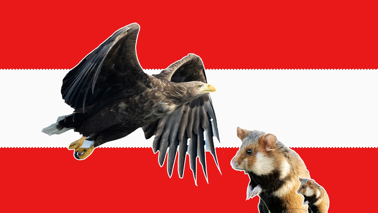 Sprachen Die Vom Aussterben Bedroht Sind 10 Tierarten, die in Österreich vom Aussterben bedroht sind – Tiere