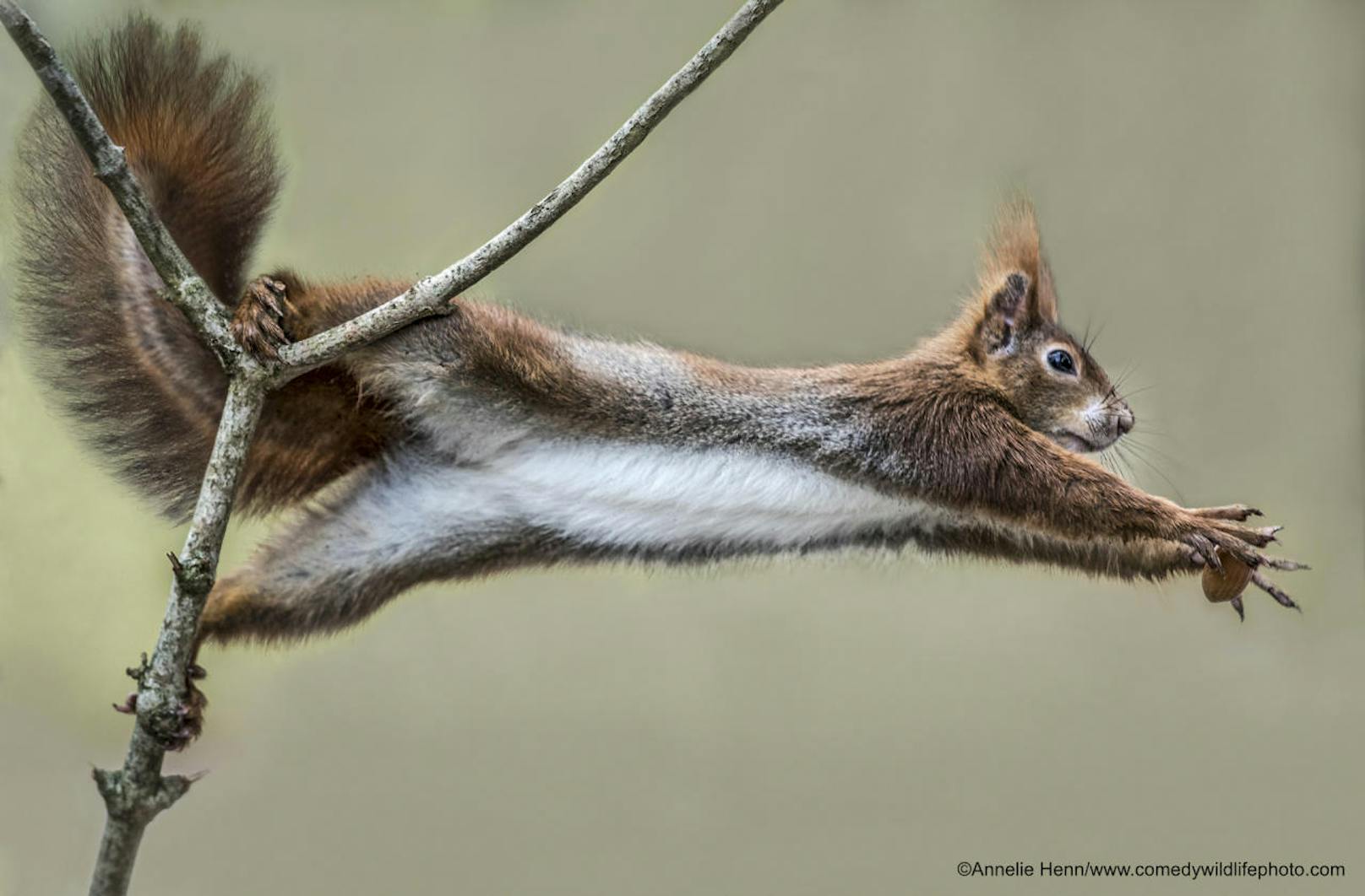 <b>Eichhörnchen krallt sich gerade eine Nuss</b>

"Catch me if You Can" von Annelie Henn
Ort: Deutschland