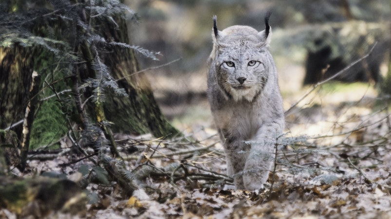 Luchs Der Luchs, Europas einziger katzenartiger Beutegreifer, galt in Österreich als ausgerottet. Erst durch Wiederansiedlungsprojekte wurde er langsam wieder in unsere Breiten heimisch. Nur maximal 15 bis 20 Luchse gibt es hierzulande. Der kleinen Population machen vor allem zwei Probleme zu schaffen. Luchse benötigen riesige Waldgebiete, um überleben zu können. Doch Österreichs Straßennetz – das größte Europas – zerschneidet wertvollen Lebensraum. Außerdem wird er illegal verfolgt. Gleich mehrere getötete Luchse wurden in den letzten Jahren aufgefunden. Die Täter konnten nur selten ausgeforscht und bestraft werden.    