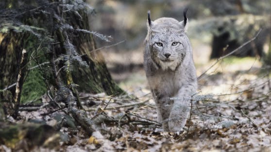 Weil sich kein Nachwuchs einstellt, soll nun der Luchs ausgetauscht werden.