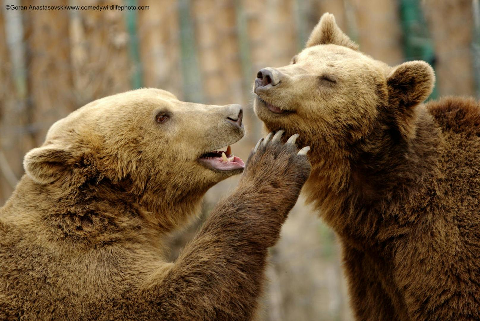 <b>Bären beim Spielen</b>

"Bears" von Goran Anastasovski
Ort: Mazedonien