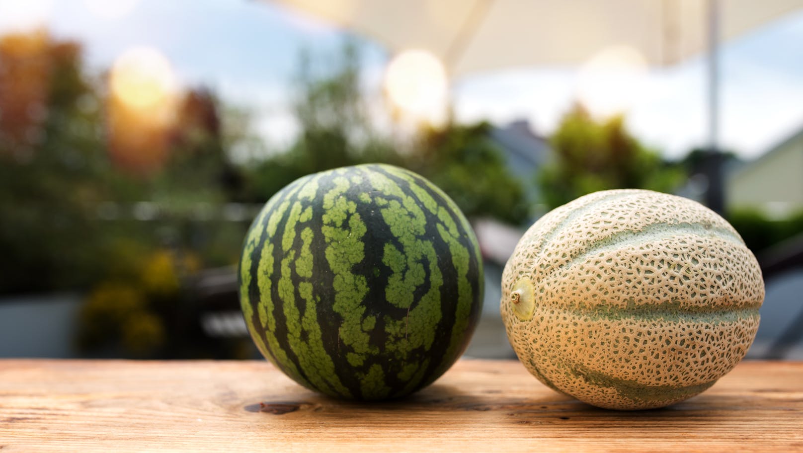 <strong>Melonen</strong>: Die meisten Melonen, die wir kaufen, sind nicht samenfest. Das bedeutet, dass zwar ziemlich sicher etwas aus dem Samen wächst, es sieht aber vermutlich nicht so aus, wie die Melone, die du gekauft hast – und schmeckt wohl auch nicht gleich. Eine Melone zu züchten ist aber auch sonst etwas komplizierter: Der Samen sollte einige Wochen in einem gewächshausartigen Umfeld keimen können, bevor er frühstens ab Mai in den Boden verpflanzt werden kann. Dort wächst er dann rund 80 Tage weiter.
