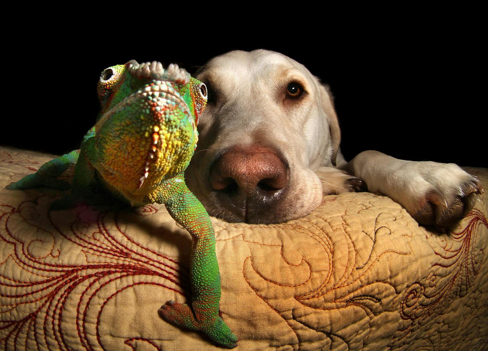 Winston, der Labrador und Kammer, das Chamäleon sind allen Unterschieden zum Trotz beste Freunde.
