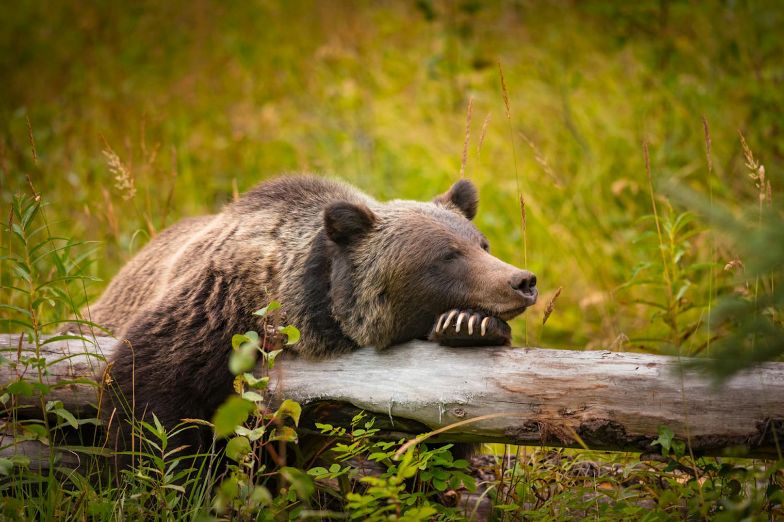 In<strong> Alaska</strong> ist es auch streng verboten, einen Bären zu wecken, um ein Foto von ihm zu machen. Bären zu erschießen, ist dagegen nicht verboten.&nbsp;