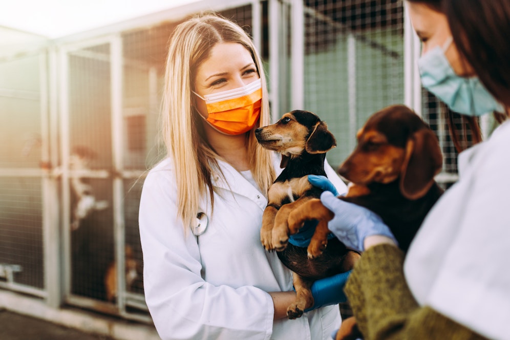 Nach der Schließung wegen Covid-19 öffnet der Wiener Tierschutzverein wieder eingeschränkt seine Tiervergabe.