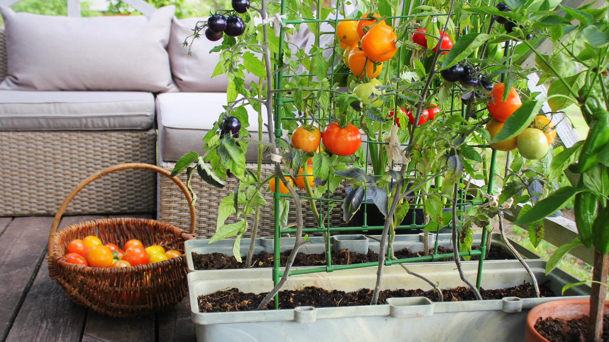 Hängende Tomaten eignen sich gut für Töpfe und lassen sich auch auf Balkonen problemlos anbauen