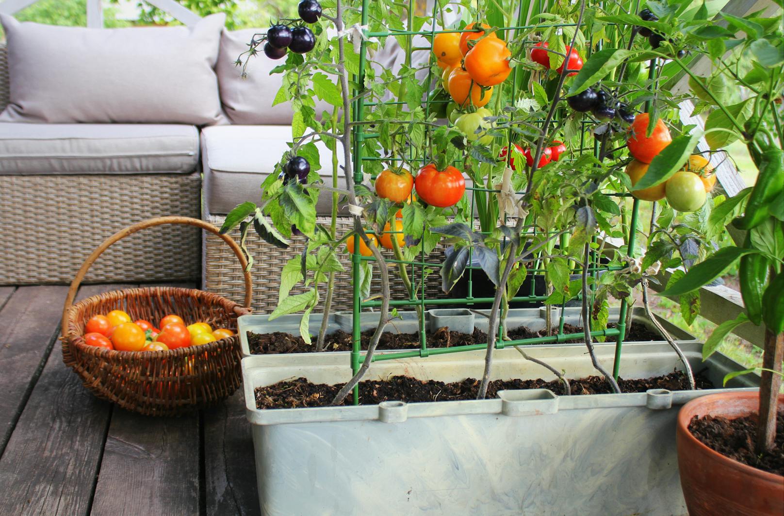 Gemüse am Balkon: so einfach geht es