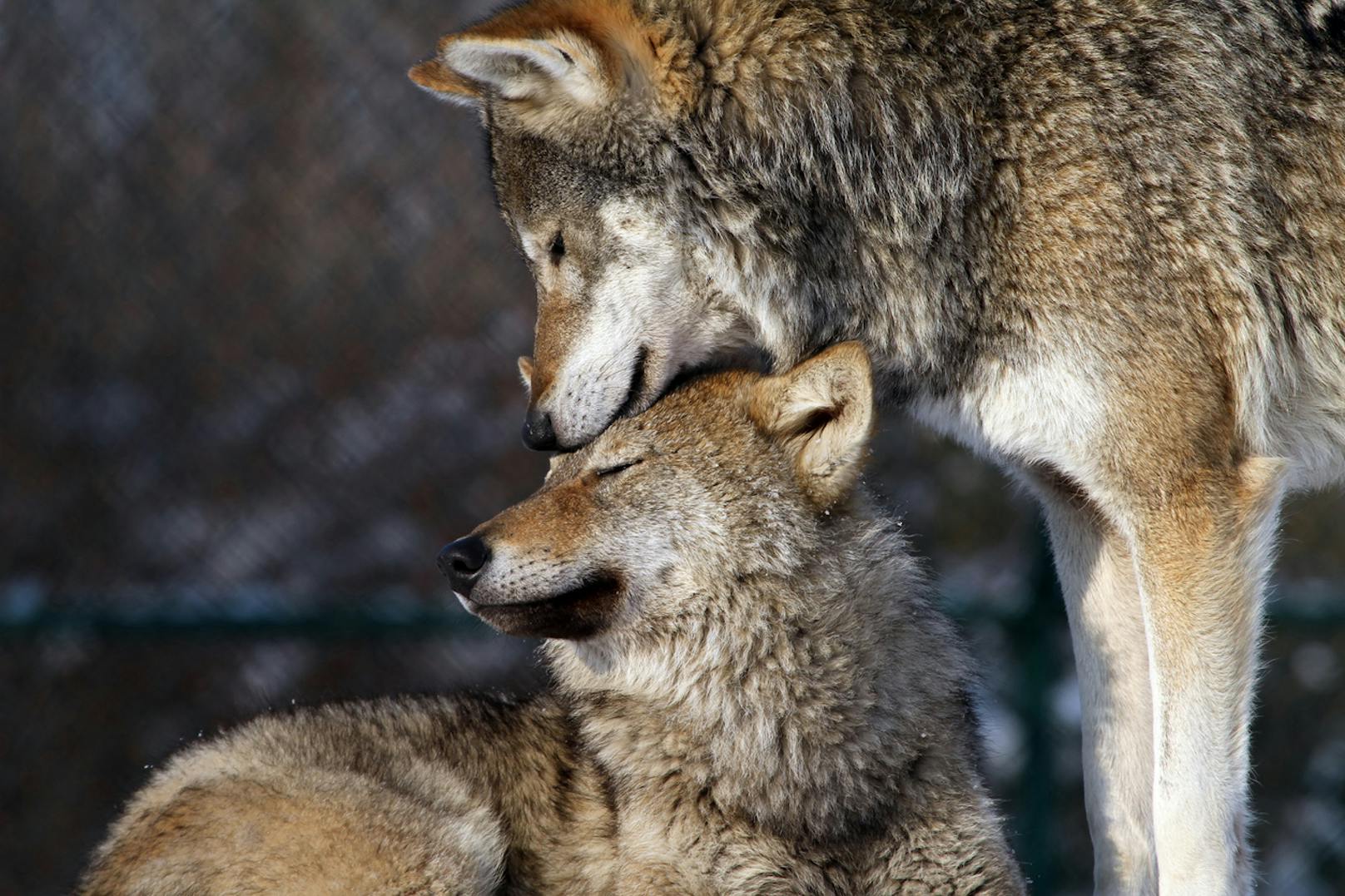 <strong>Wölfe. </strong>Vor 100 Jahren wurden Wölfe in Österreich ausgerottet. Heute sind sie europaweit streng geschützt und kehren auf natürliche Weise langsam wieder in den Alpenraum zurück. Lediglich 30 bis 35 Individuen gibt es in Österreich. Doch obwohl von der Art keine Gefahr für den Menschen ausgeht und Nutztiere durch Zäune oder Hunde geschützt werden können, wollen ihr manche erneut an den Kragen. <strong>Im letzten Jahr wurde ein Wolf in Tirol illegal geschossen und sogar enthauptet aufgefunden. In Niederösterreich ist ein ganzes Rudel verschwunden.</strong>