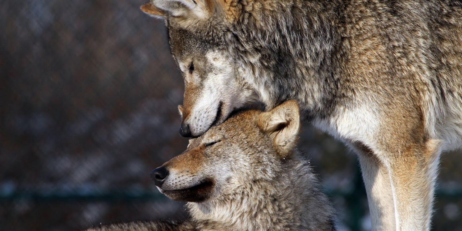 Vor 100 Jahren wurden Wölfe in Österreich ausgerottet. Heute sind sie europaweit streng geschützt und kehren auf natürliche Weise langsam wieder in den Alpenraum zurück. Lediglich 30 bis 35 Individuen gibt es in Österreich. Doch obwohl von der Art keine Gefahr für den Menschen ausgeht und Nutztiere durch Zäune oder Hunde geschützt werden können, wollen ihr manche erneut an den Kragen. Im letzten Jahr wurde ein Wolf in Tirol illegal geschossen und sogar enthauptet aufgefunden. In Niederösterreich ist ein ganzes Rudel verschwunden.