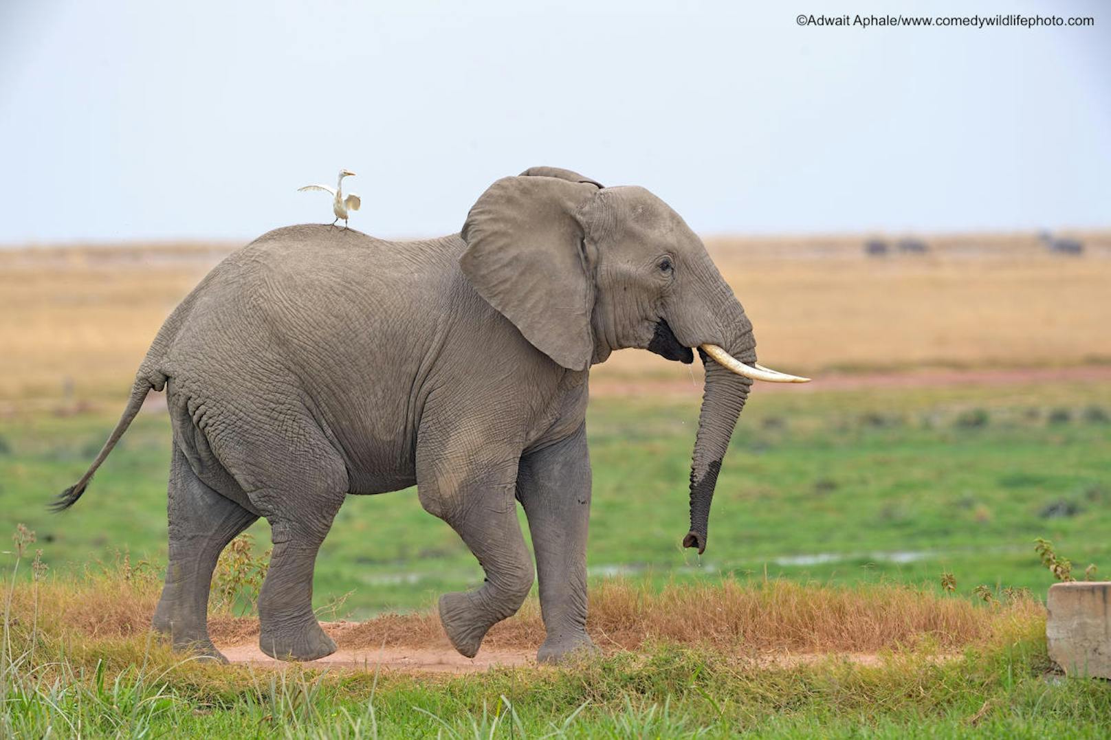 <b>Reiher lässt sich von Elefant ein Stückchen mitnehmen</b>

" I am gonna  enjoy the ride ..!!" von Adwait Aphale
Ort: Indien