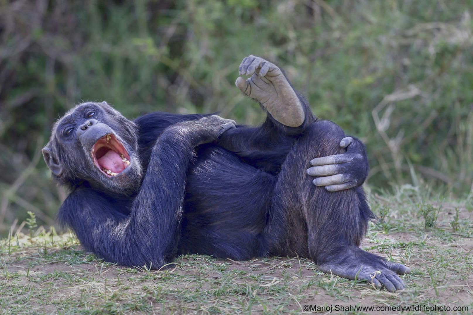 <b>"HAHAHAHAHHAHAHAHHAHAHAHAHAHA" - typische Pose eines hysterisch lachenden Chimpansen</b>

"The hysterics!" von Manoj and Shah
Ort: Kenia