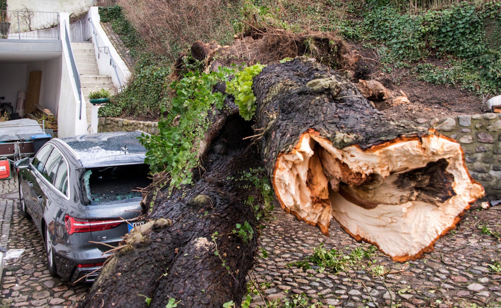 Ein umgestürzter Baum liegt im Stadtteil Blankenese, Hamburg, auf einem Auto.