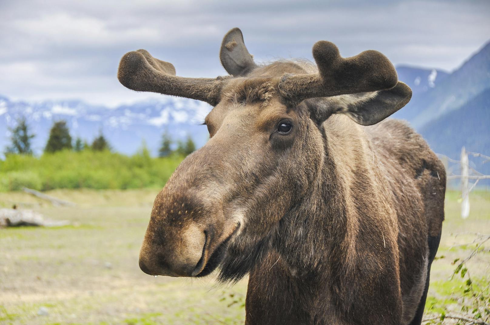 In <strong>Alaska</strong> ist es explizit verboten, einen Elch betrunken zu machen oder einen lebenden Elch aus dem Flugzeug zu werfen.&nbsp;