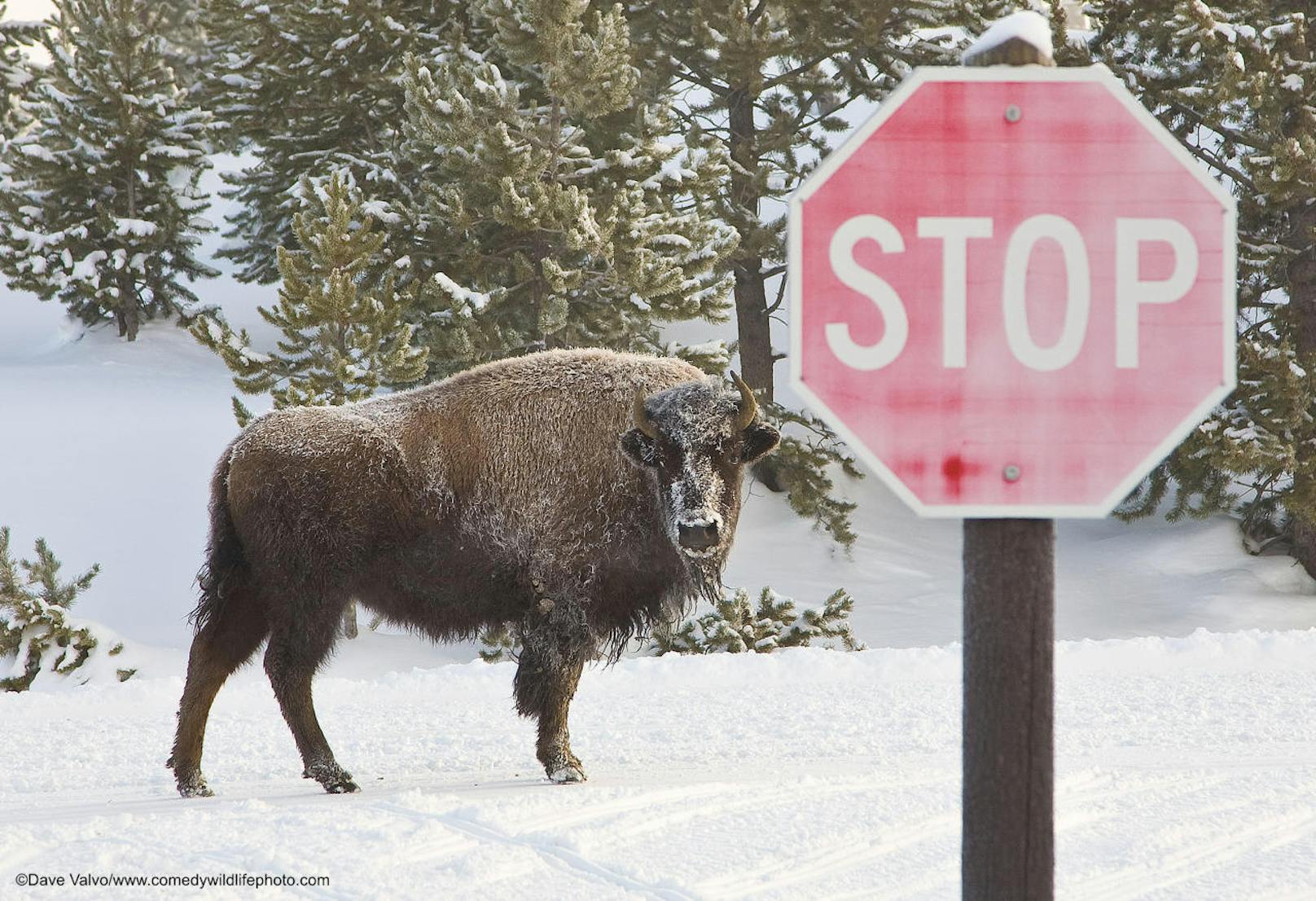 <b>Das Bison blieb stehen und schaute nach, ob ich auch stehen bleibe</b>, erzählt der Fotograf anschließend. 

"I did Stop" von Dave Valvo
Ort: Yellowstone
