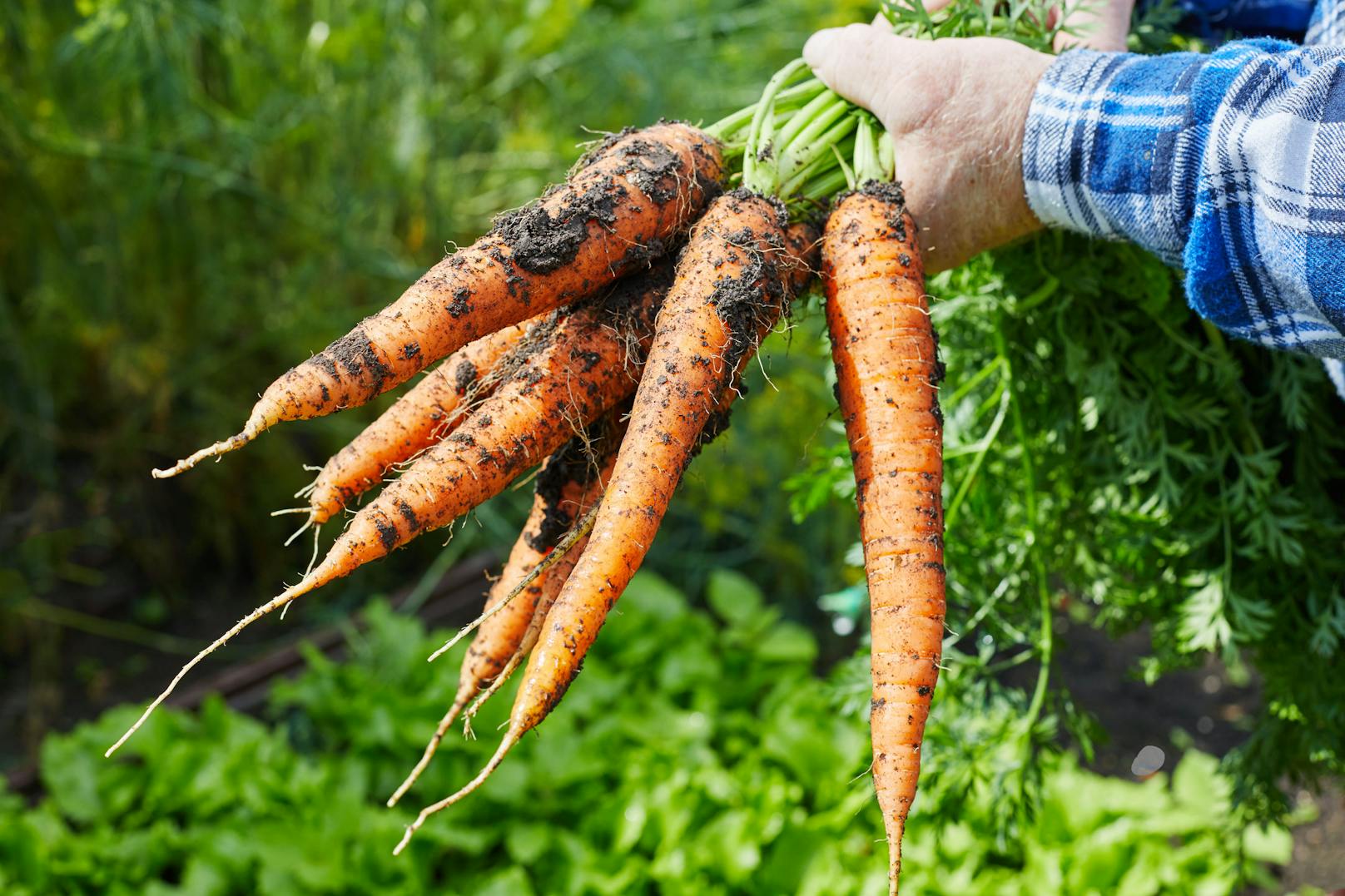 <strong>Karotten</strong>: Du möchtest gerne deine eigenen Karotten ziehen? Gar kein Problem! Schneide dazu den oberen Teil (der mit dem Grün) bei deiner Karotte ab. Nimm nicht zu wenig, 3 bis 5 Zentimeter braucht's schon. Dann legst du das Karottenstück in ein Glas warmes Wasser. Nach wenigen Tagen sollte das Grün wieder anfangen zu wachsen, dann kannst du die Karotte wieder einpflanzen. Nach zwei bis drei Wochen sollten sich Wurzeln gebildet haben.