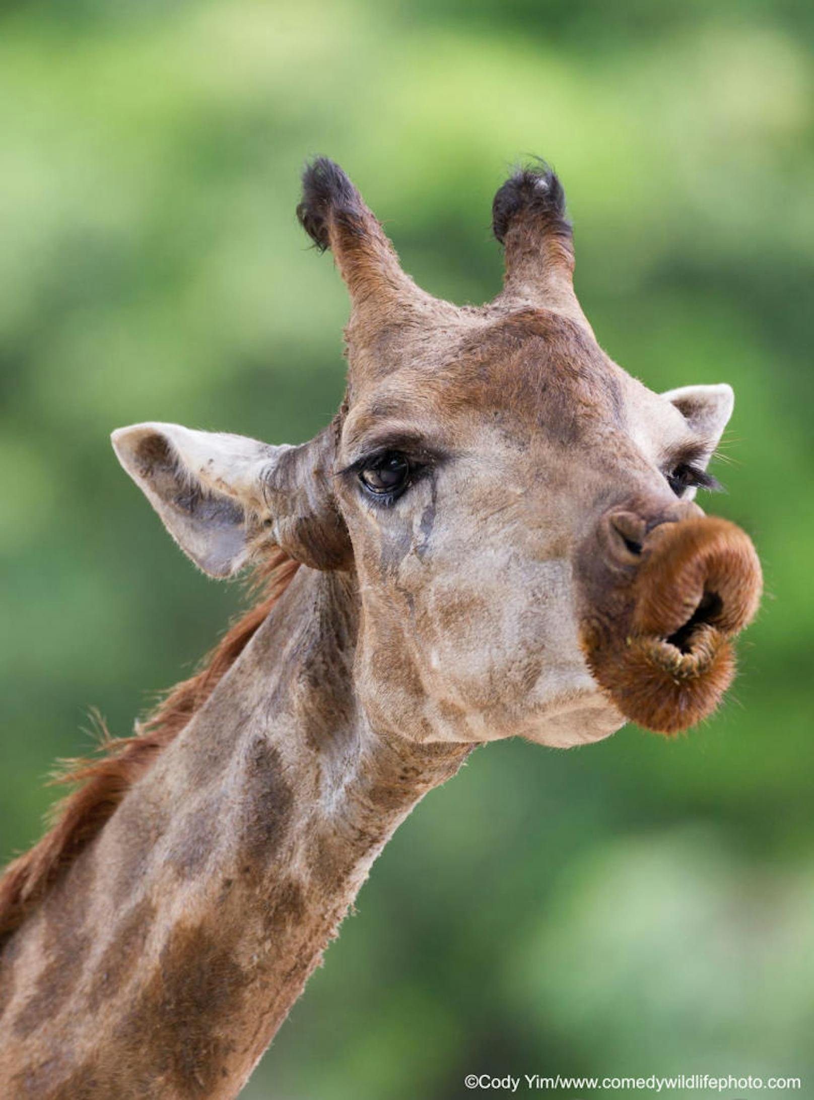 <b>Giraffe macht  Kussmund</b>

"Give you a kiss" von Yee Cheung Cody Yim
Ort: China
