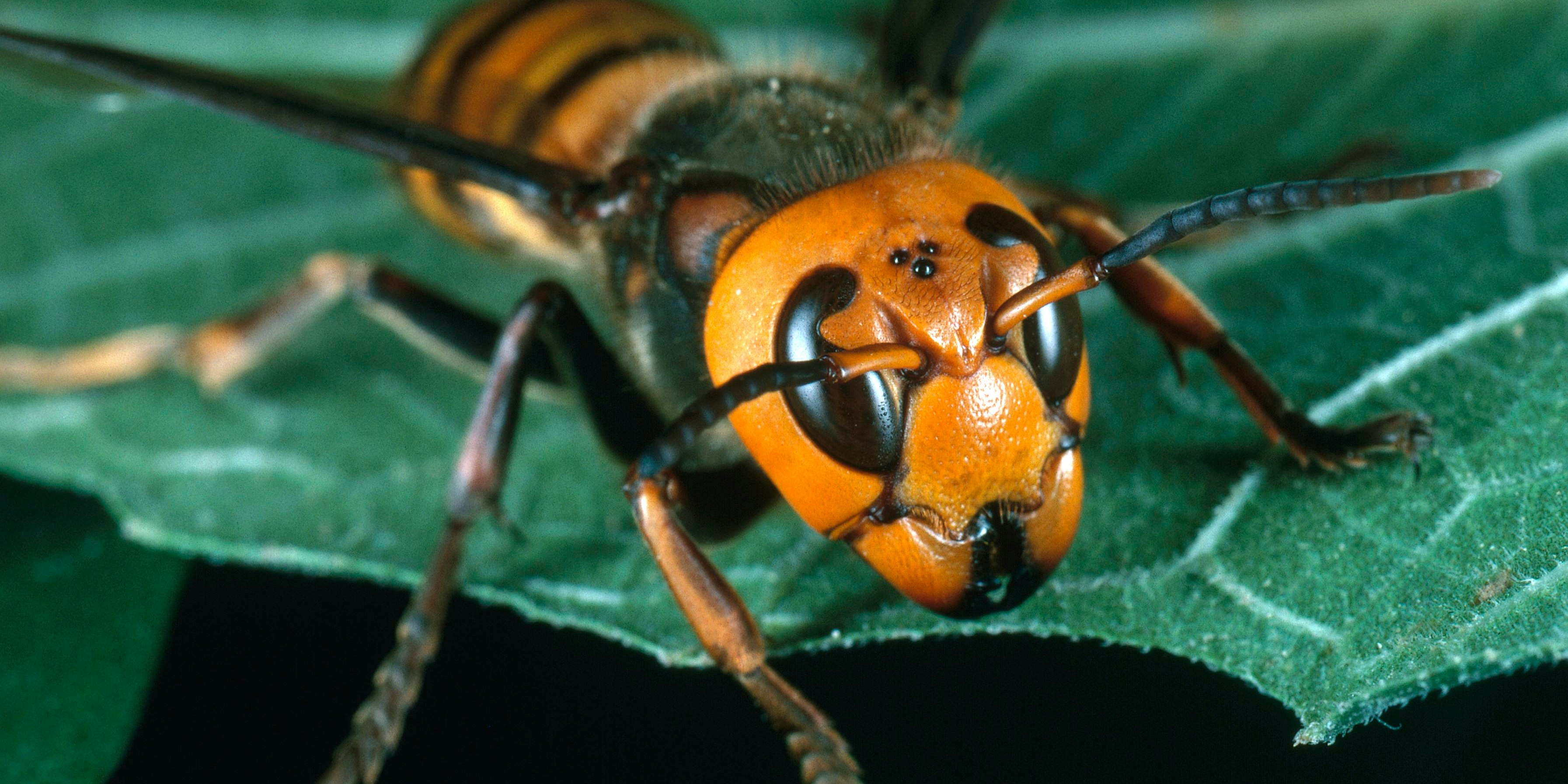 Asiatische Riesenhornisse vespa mandarina Archivbild