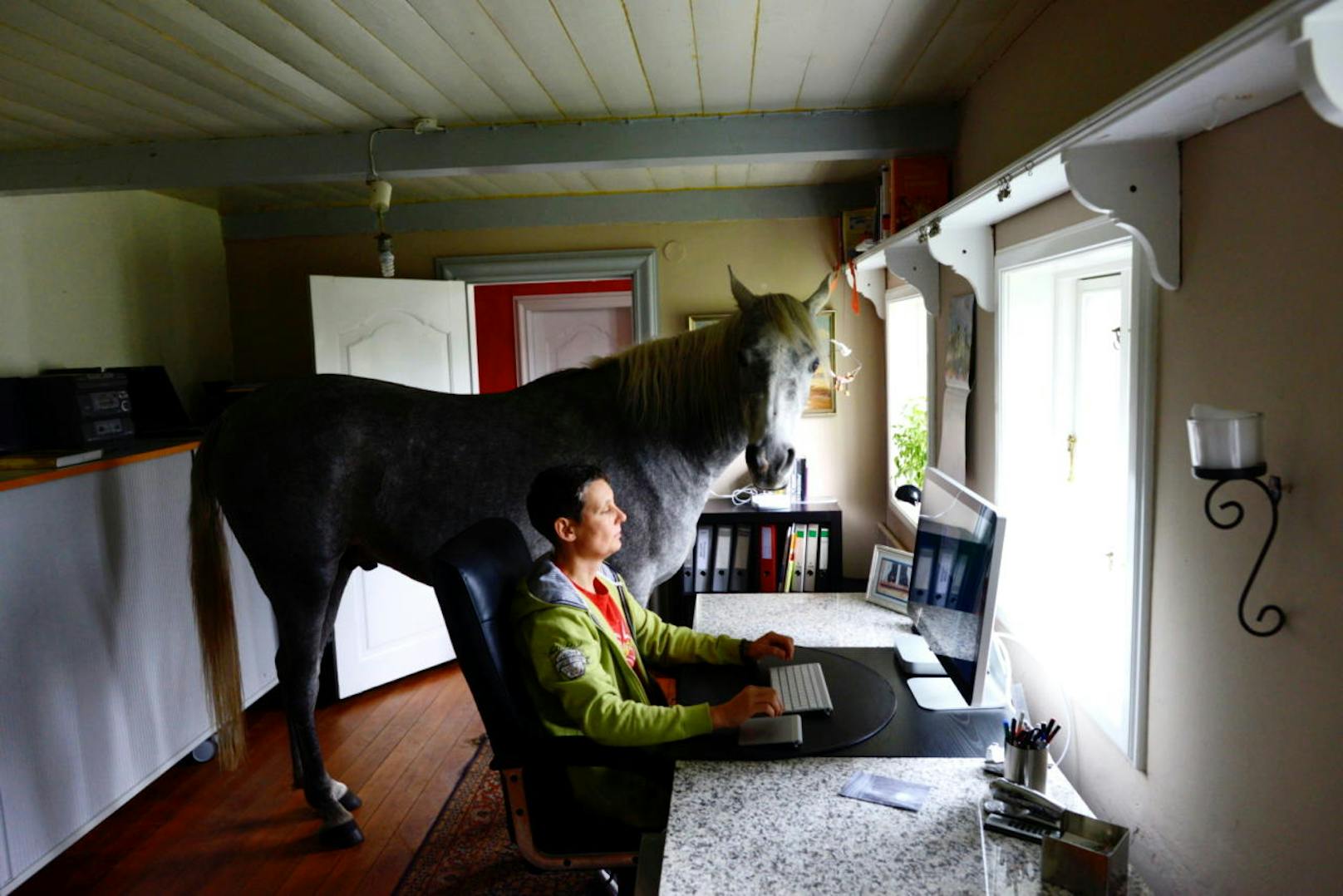 <b>Homeoffice mit Hauspferd!</b> "Mein Pferd Nasar und ich vertieft bei der Arbeit im Homeoffice :) "