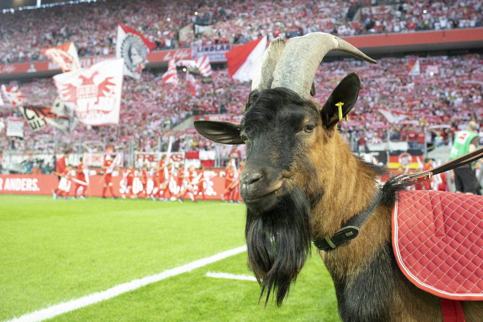 Köln-Geißbock darf wegen Corona nicht ins Stadion