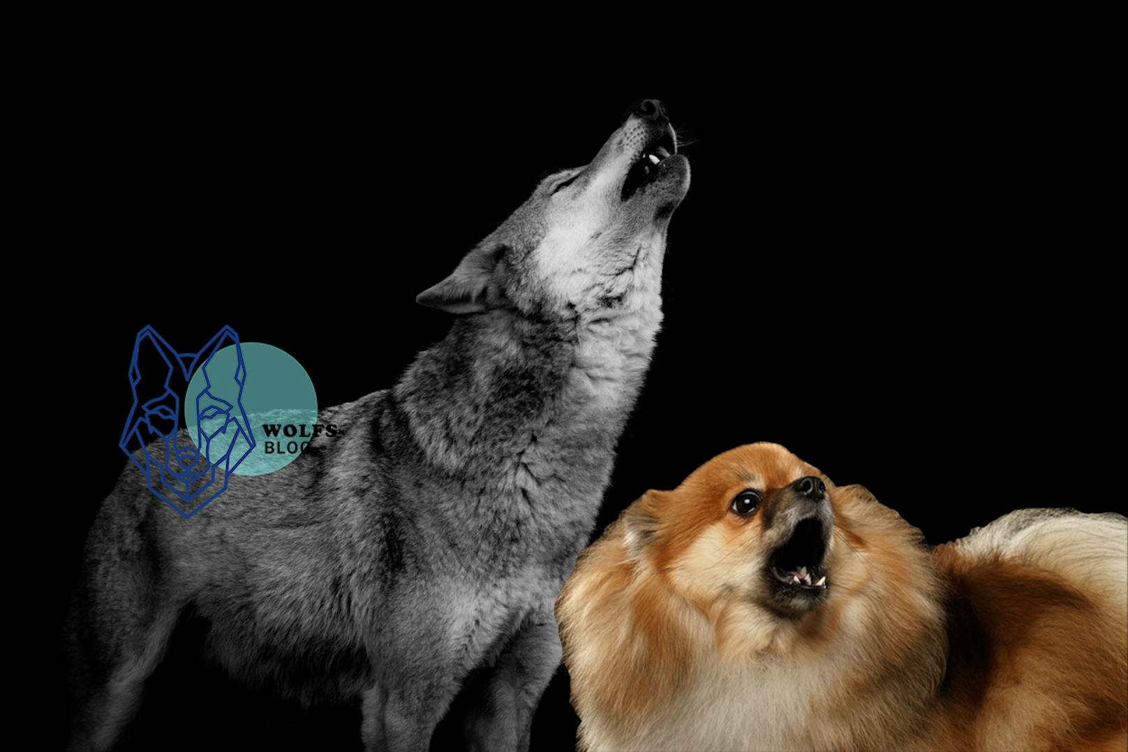 Warum Wölfe heulen und Hunde bellen