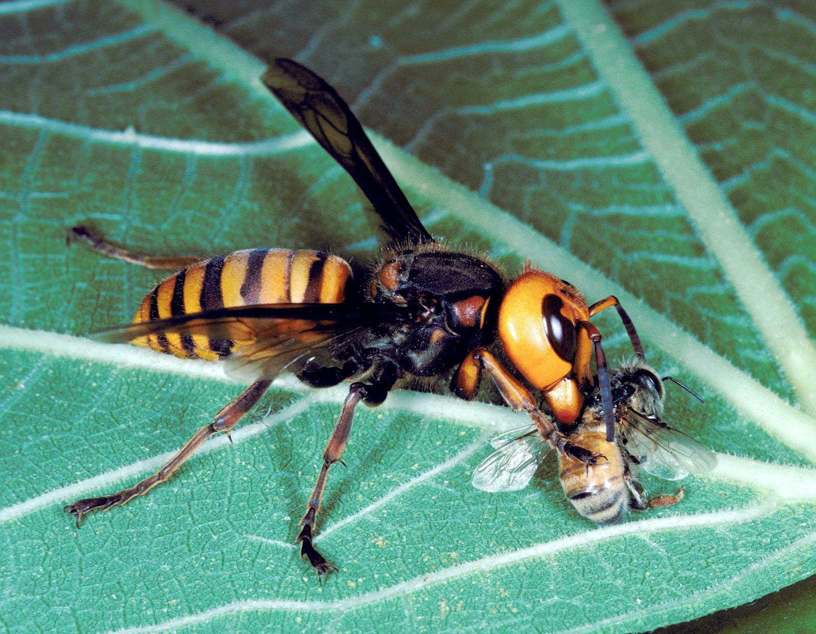 Die Asiatische Riesenhornisse (vespa mandarina) ist bis zu fünf Mal so groß wie unsere heimischen Honigbienen. Bienen stehen bei dem Brummer auf ...