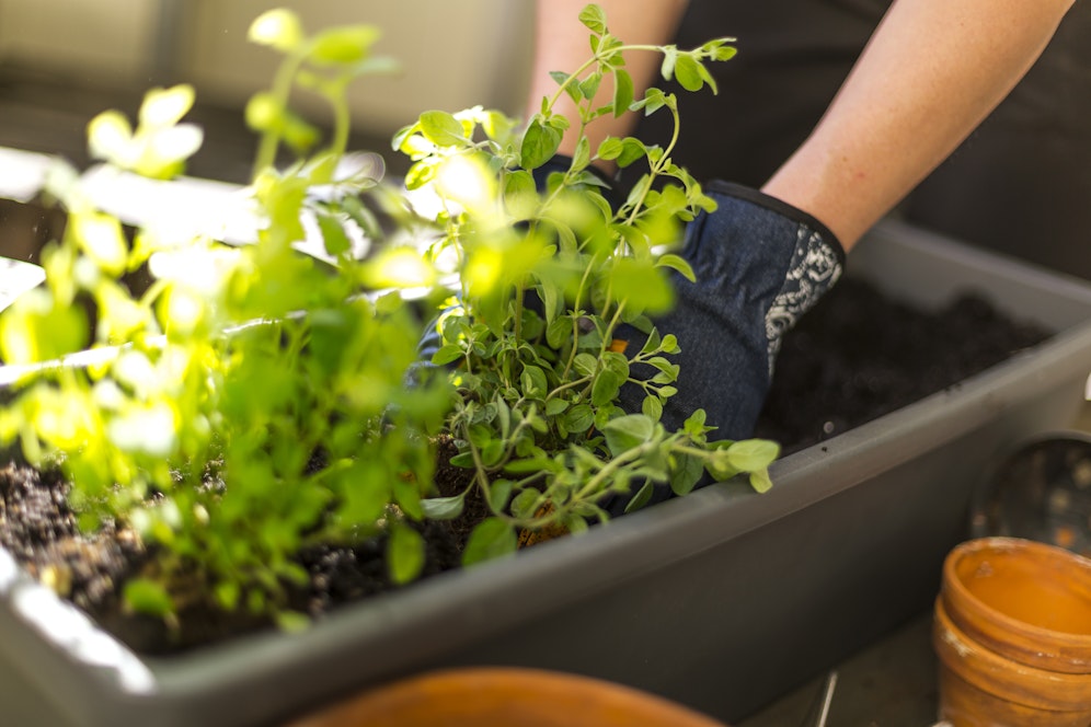 Beim Umgang mit Blumenerde sollten unbedingt Handschuhe getragen oder die Hände anschließend gründlich gewaschen werden.