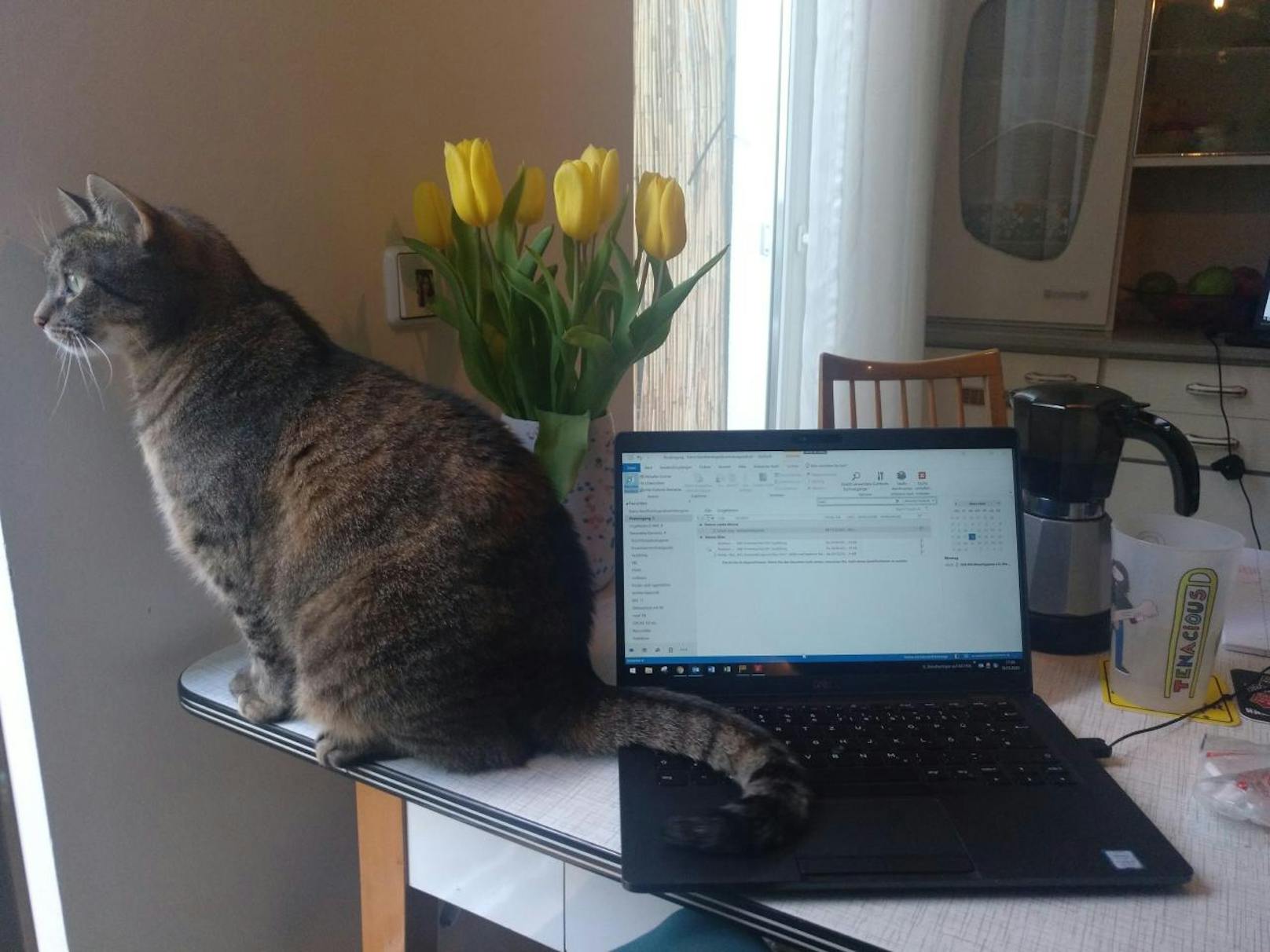 "Katzen lieben Home-Office! Grüße aus Wien"