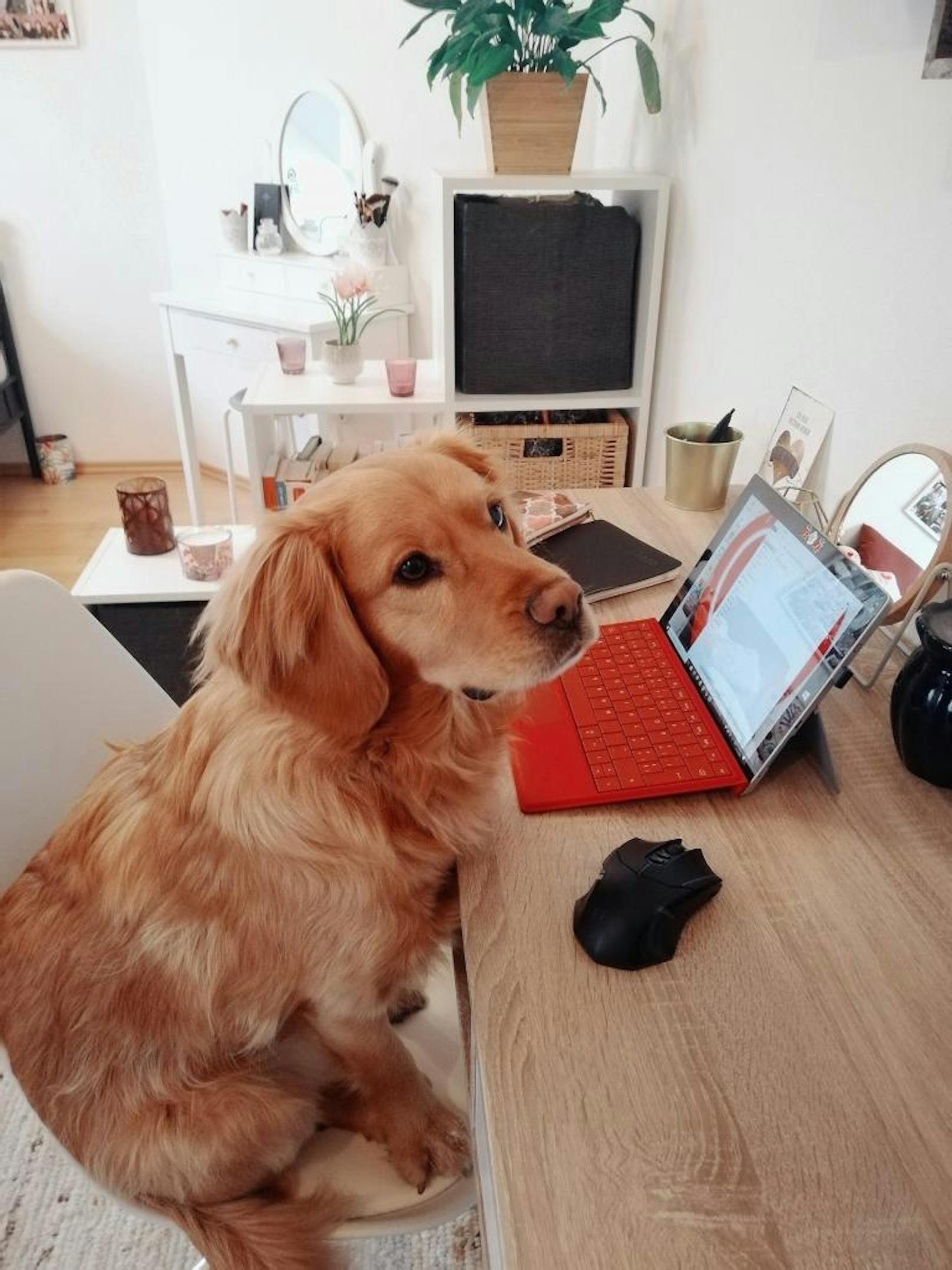 "Mein Hund Misho unterstützt mich jeden Tag beim Homeoffice!"