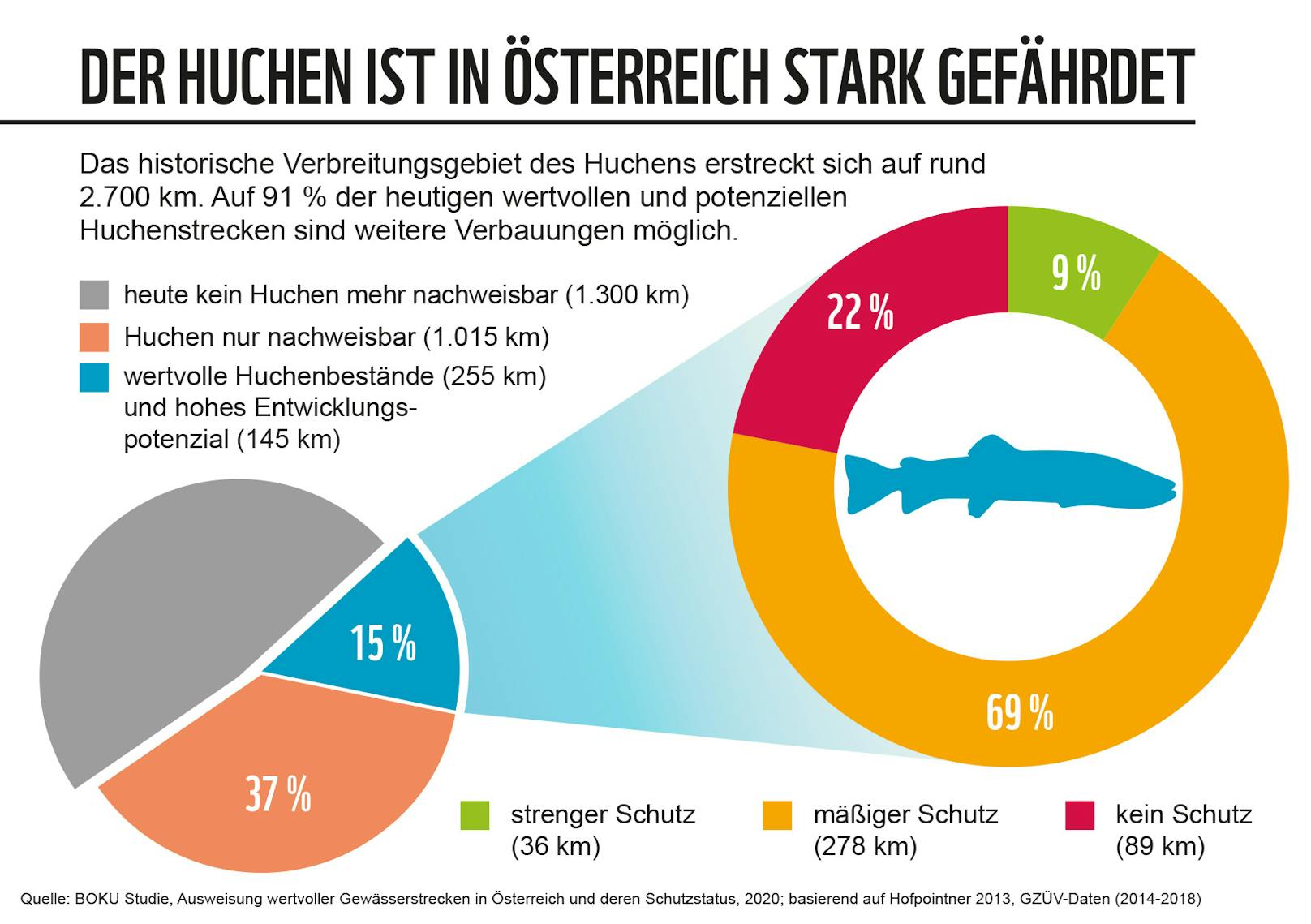 Für den stark gefährdeten Huchen, den größten lachsartigen Fisch Europas, besteht die reale Gefahr, dass er in den nächsten 20 Jahren in Österreich ausstirbt.