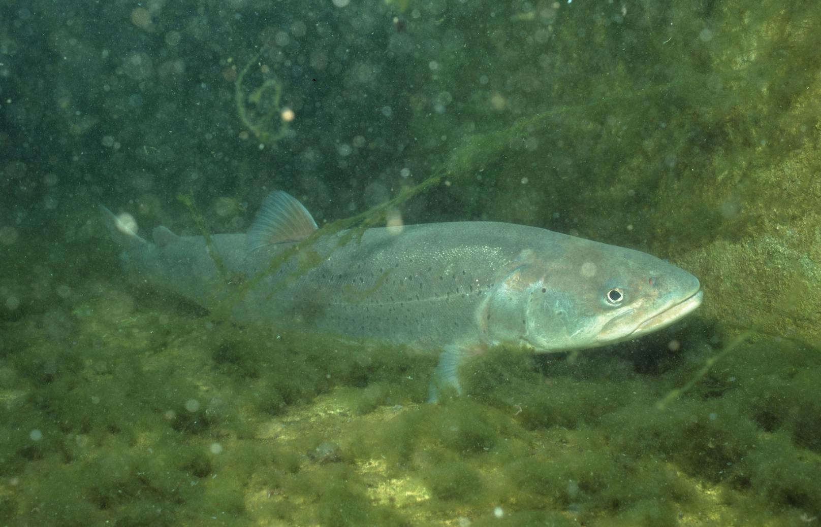 Laut einer neuen Studie der Wiener Boku steht den heimischen Fischarten, wie etwa diesem Huchen (auch Donaulachs genannt), eine schlimme Zukunft bevor.